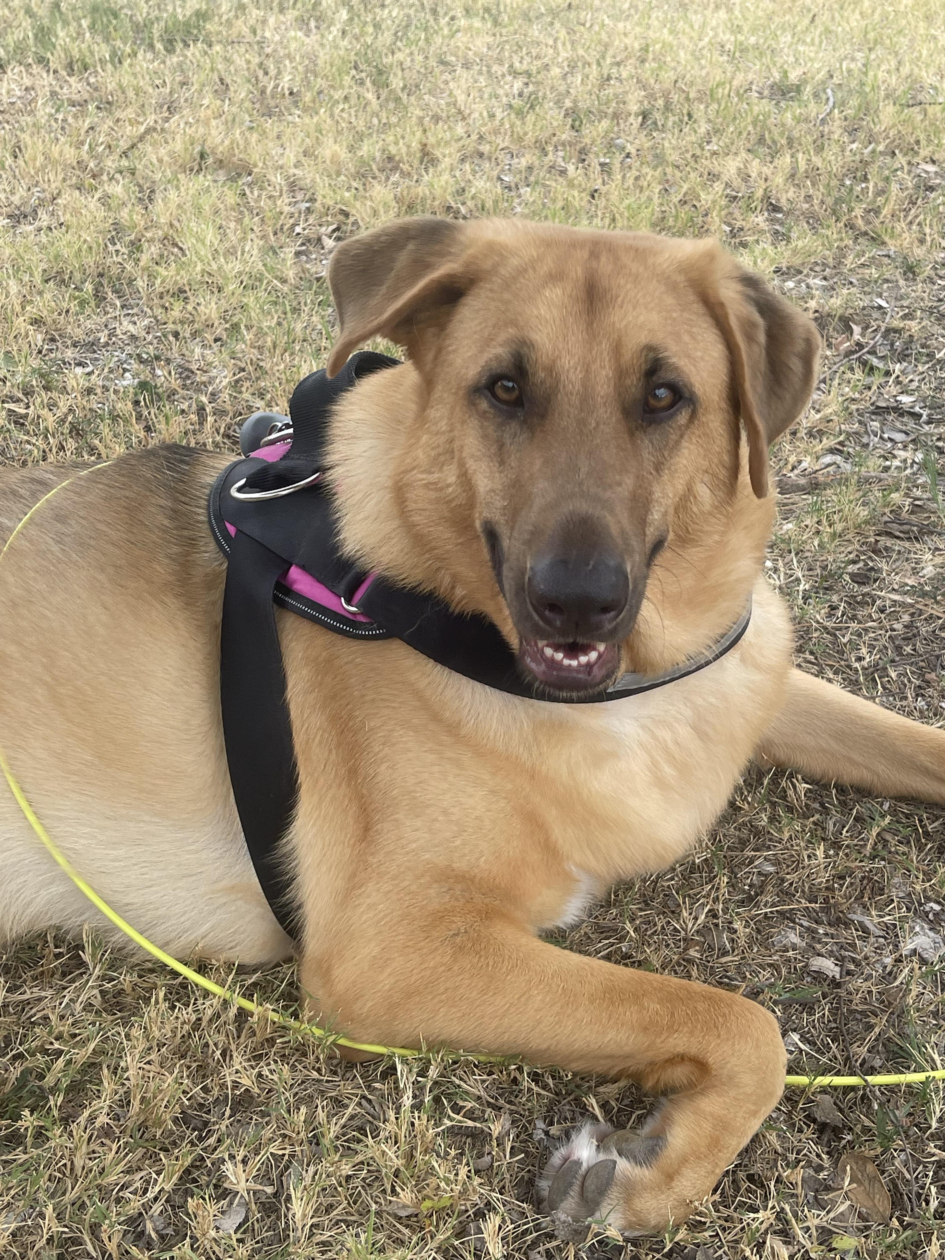 Lola **COURTESY POST**CONTACT OWNER DIRECTLY**, a Adoptable mixed breed image 4/4