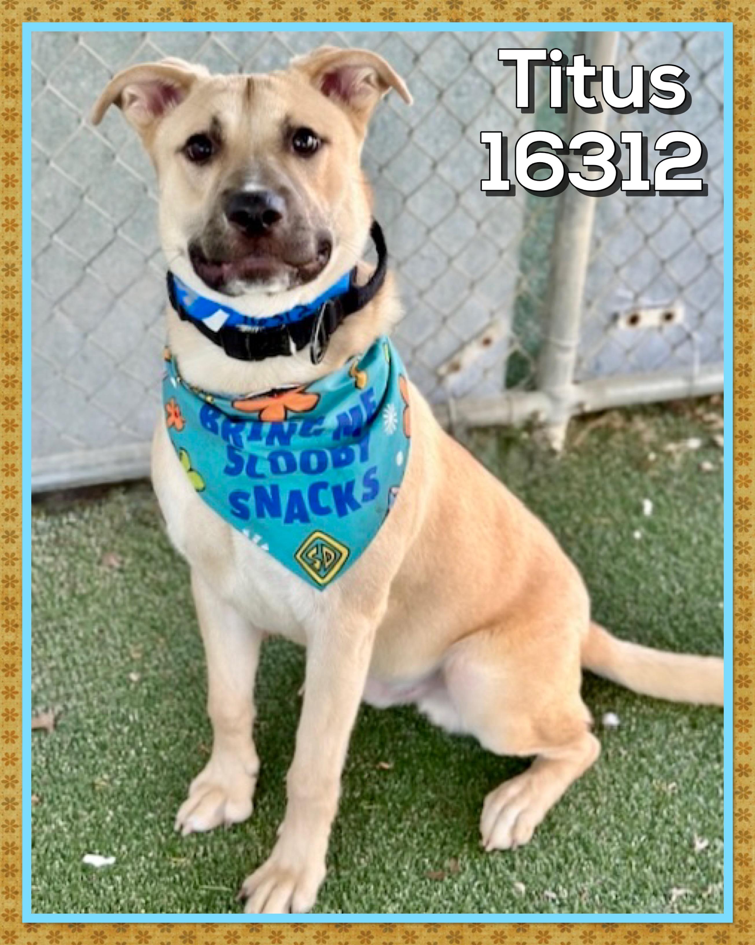 TITUS, a ADOPTABLE mixed breed in Marietta, GA image 3/5