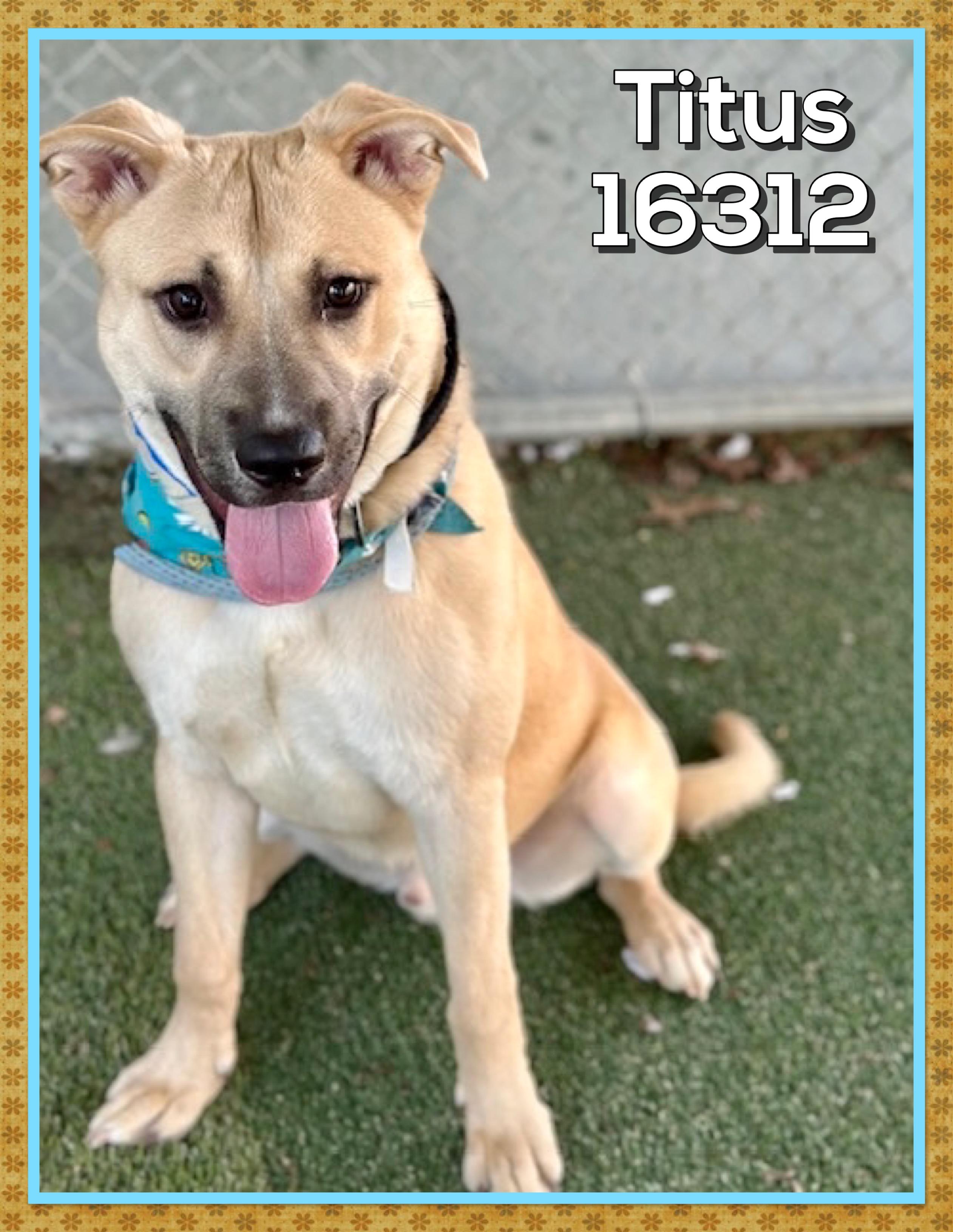 TITUS, a ADOPTABLE mixed breed in Marietta, GA image 2/5