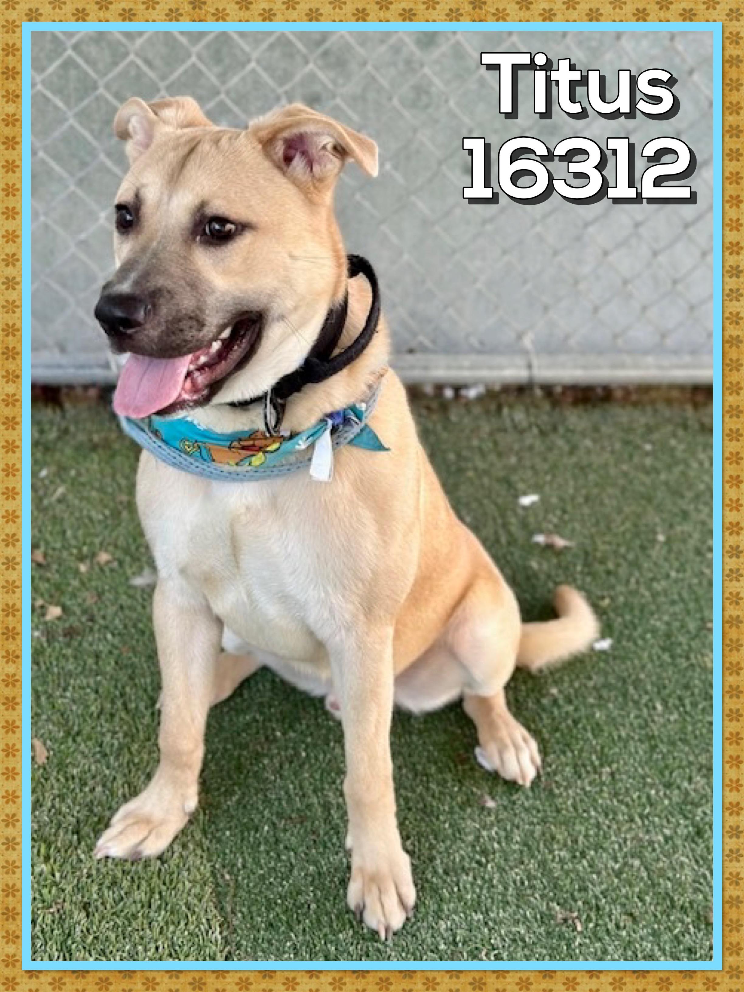 TITUS, a ADOPTABLE mixed breed in Marietta, GA image 5/5