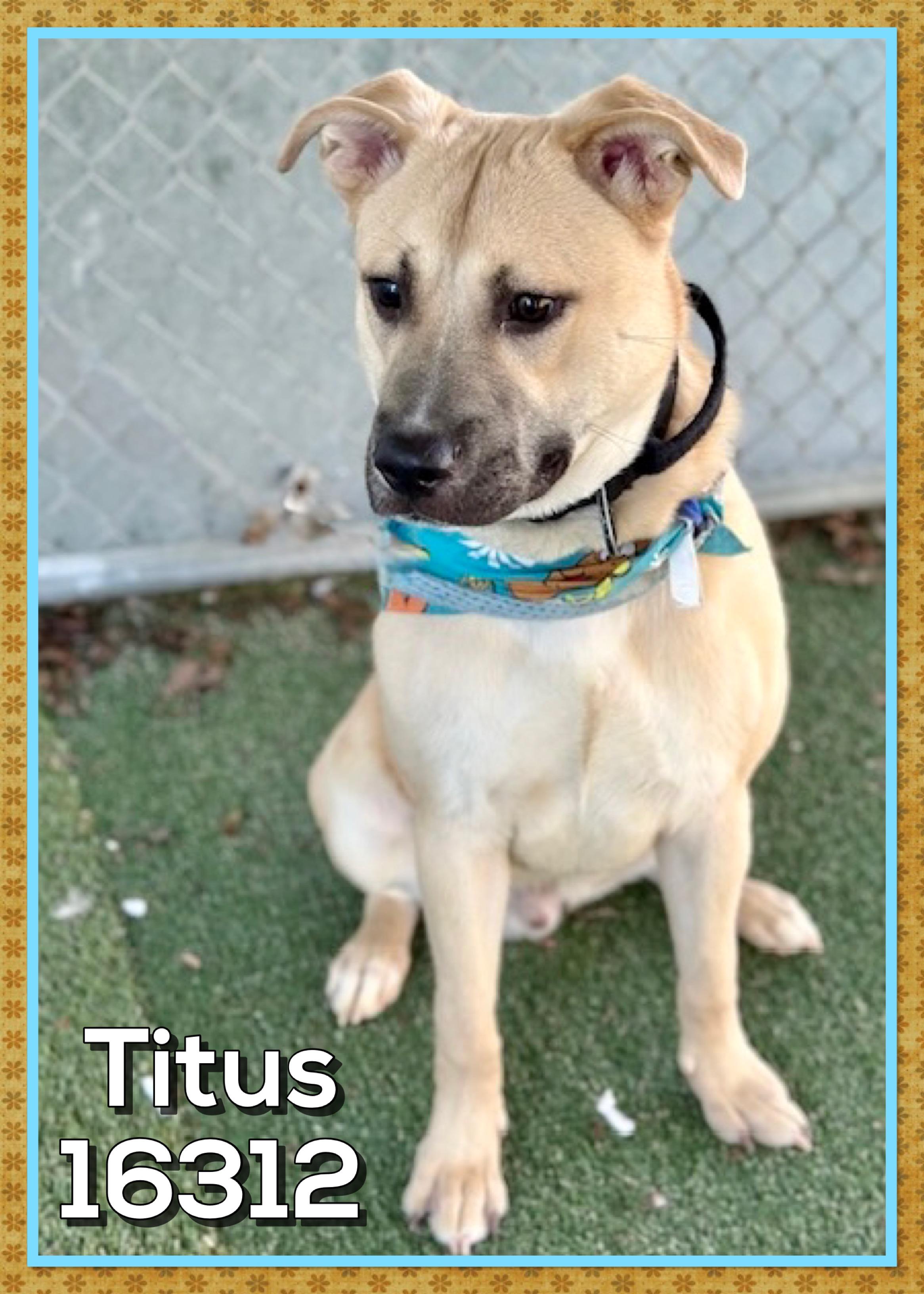 TITUS, a ADOPTABLE mixed breed in Marietta, GA image 4/5