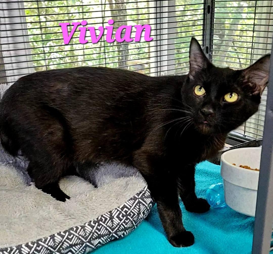 Enlarge Vivian, a Adoptable American Bobtail in Macon, GA image 1/3