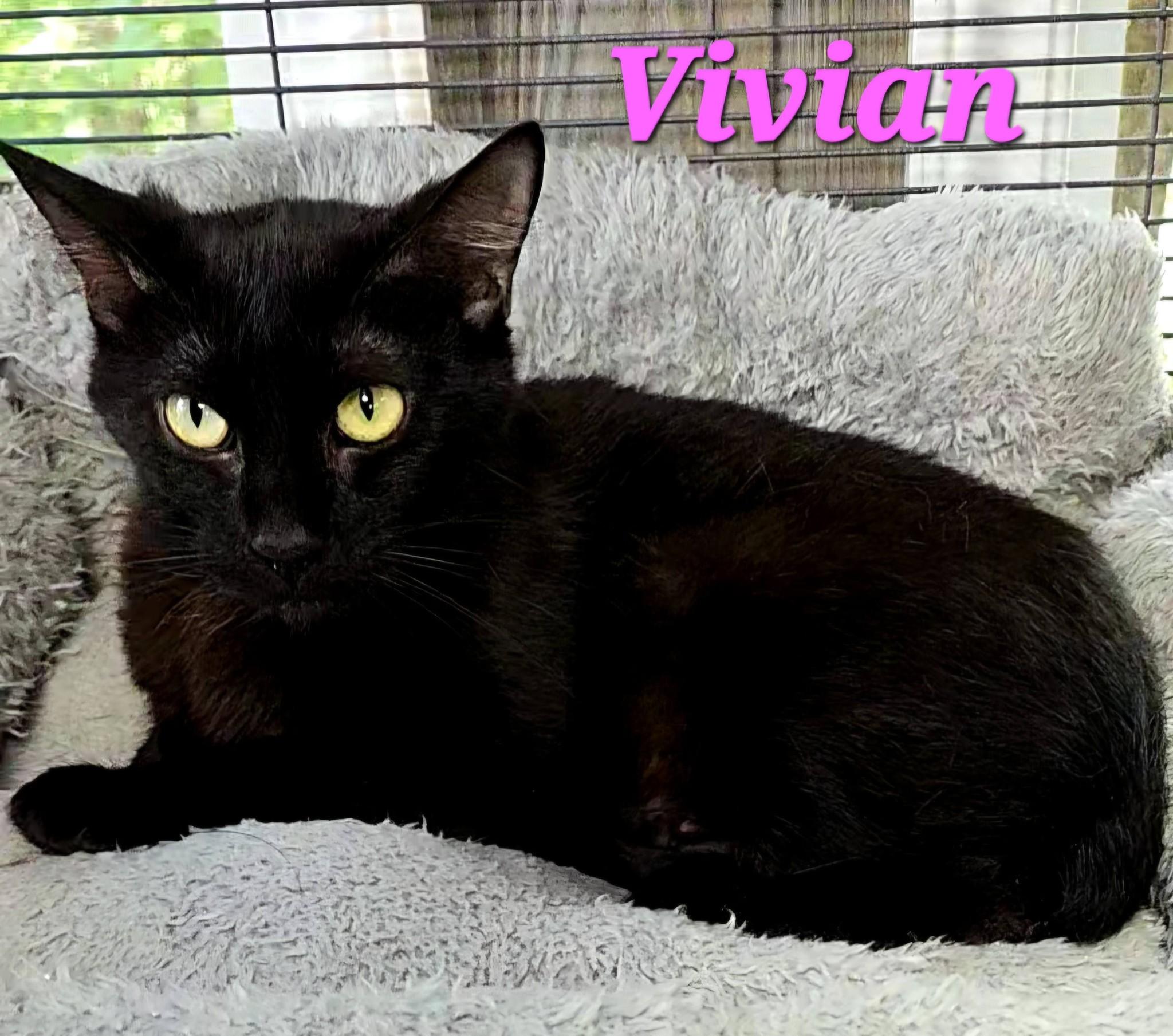 Enlarge Vivian, a Adoptable American Bobtail in Macon, GA image 2/3