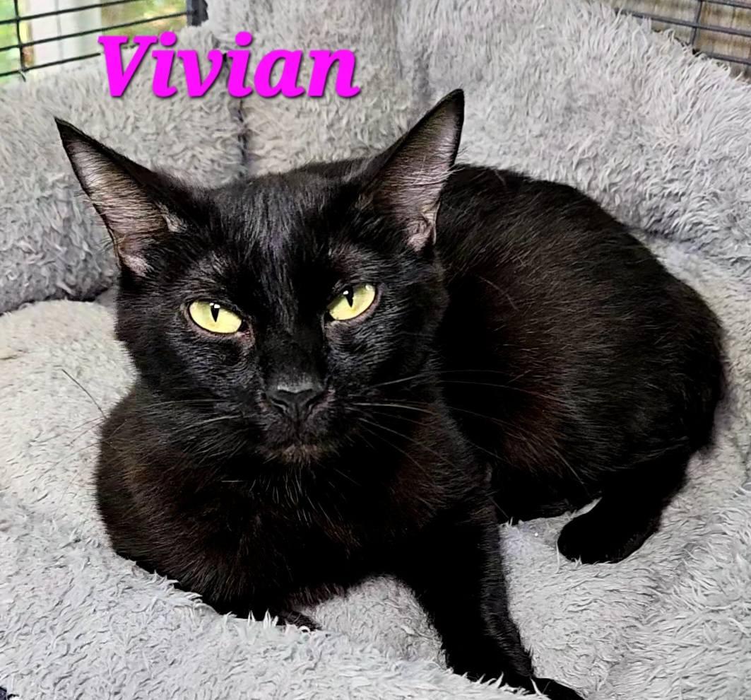Enlarge Vivian, a Adoptable American Bobtail in Macon, GA image 3/3