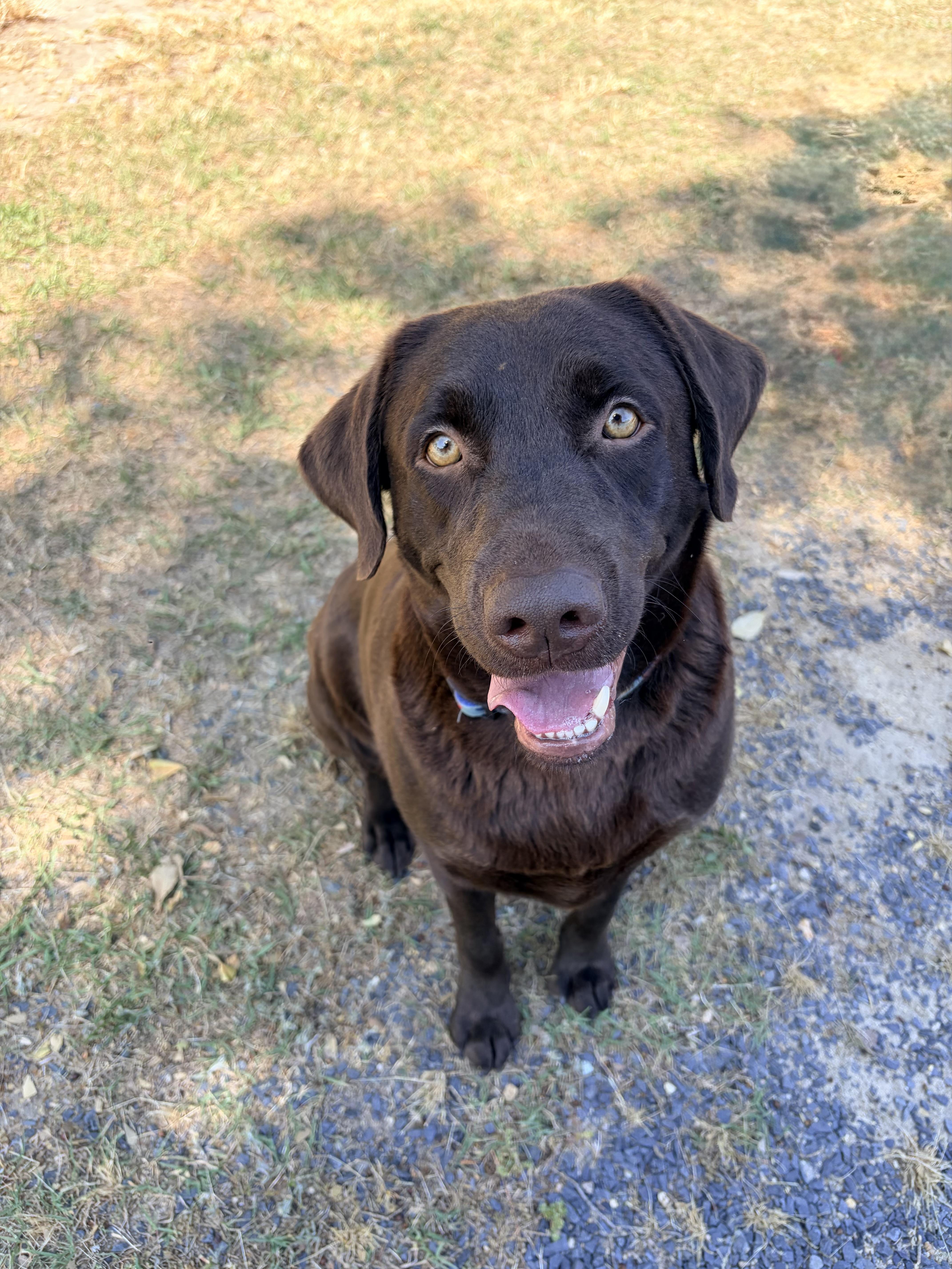 Kimber, adopted, Adult Female Labrador Retriever.