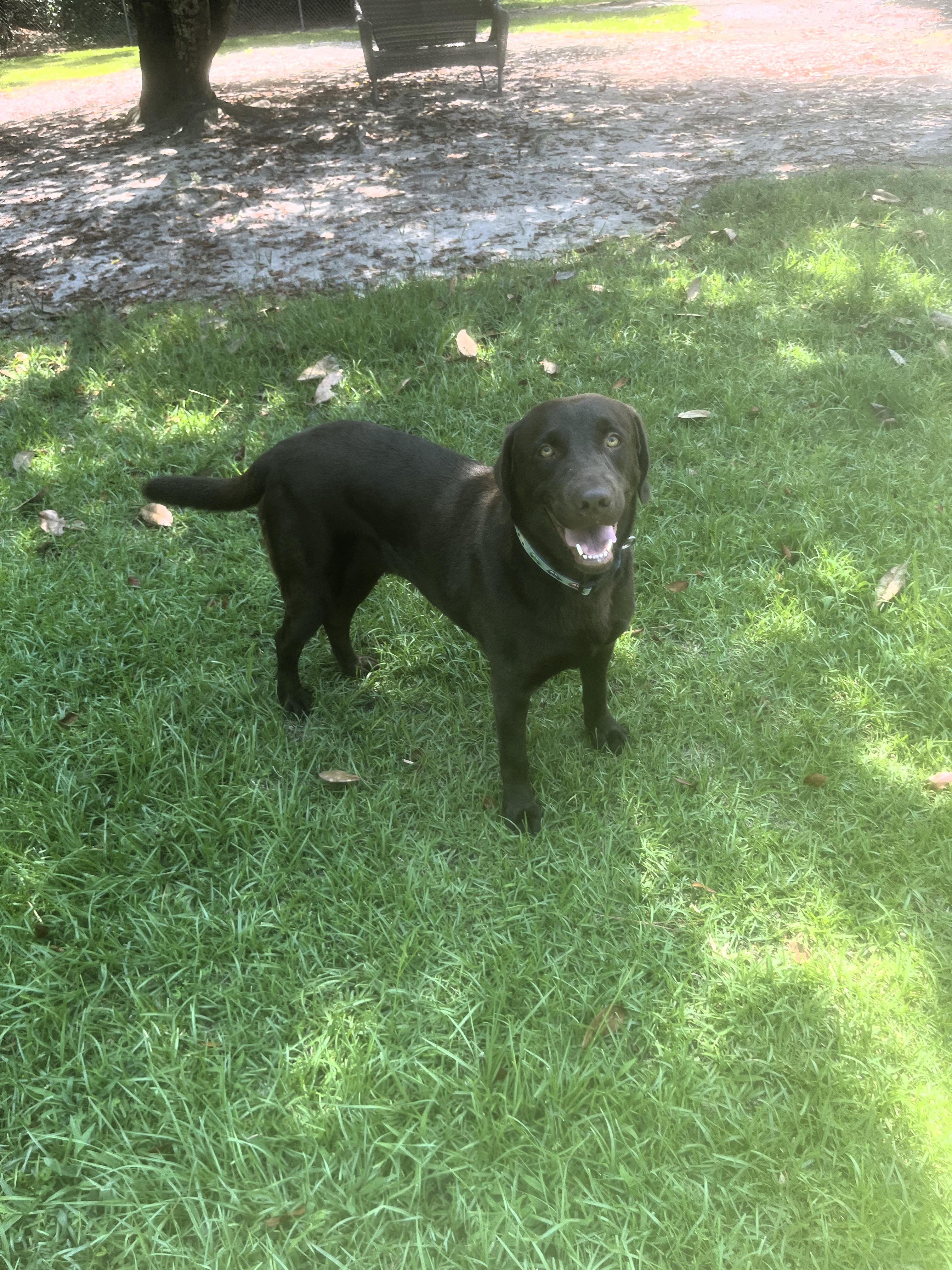 Enlarge Kimber, an adopted mixed breed in Carthage, NC image 4/4