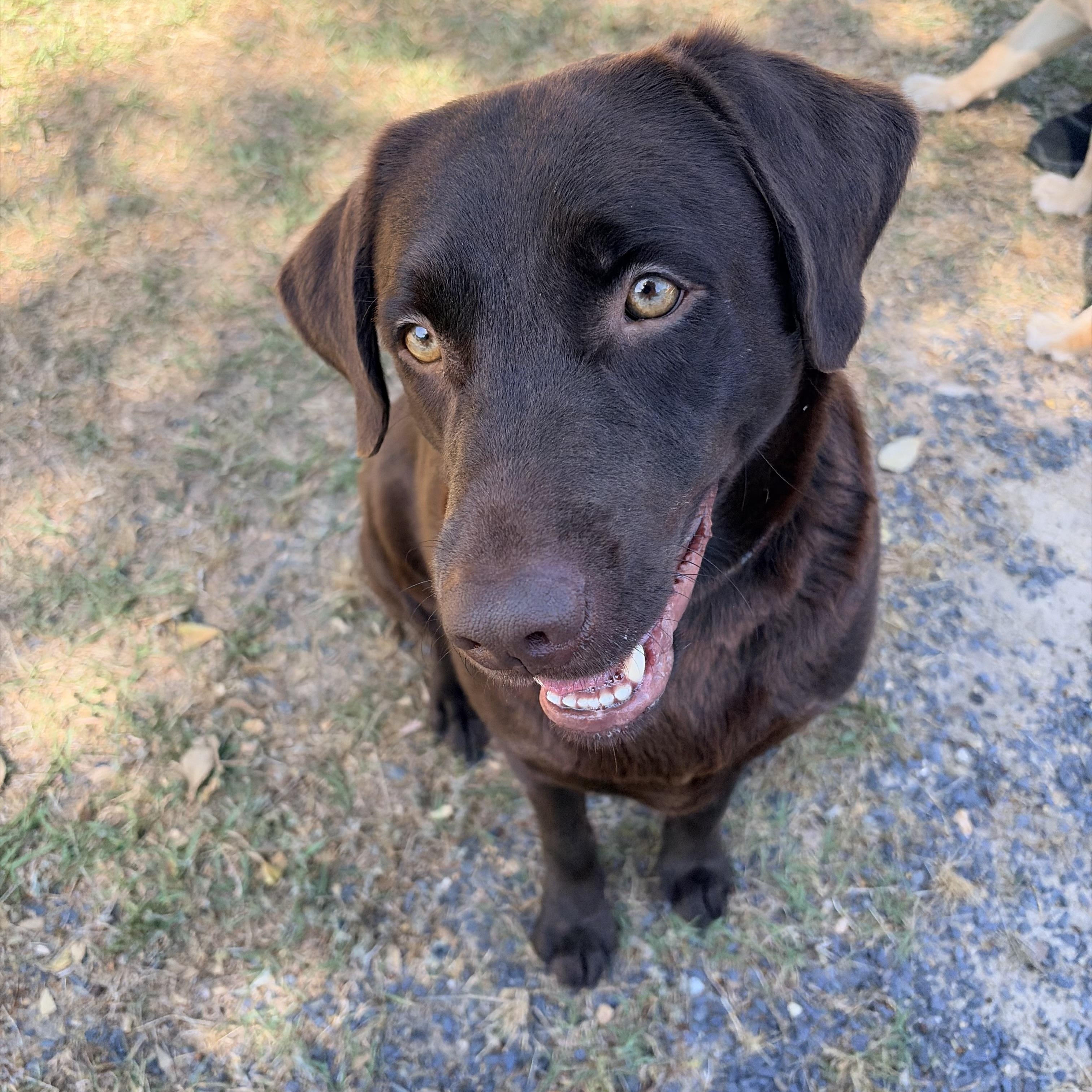 Enlarge Kimber, an adopted mixed breed in Carthage, NC image 2/4