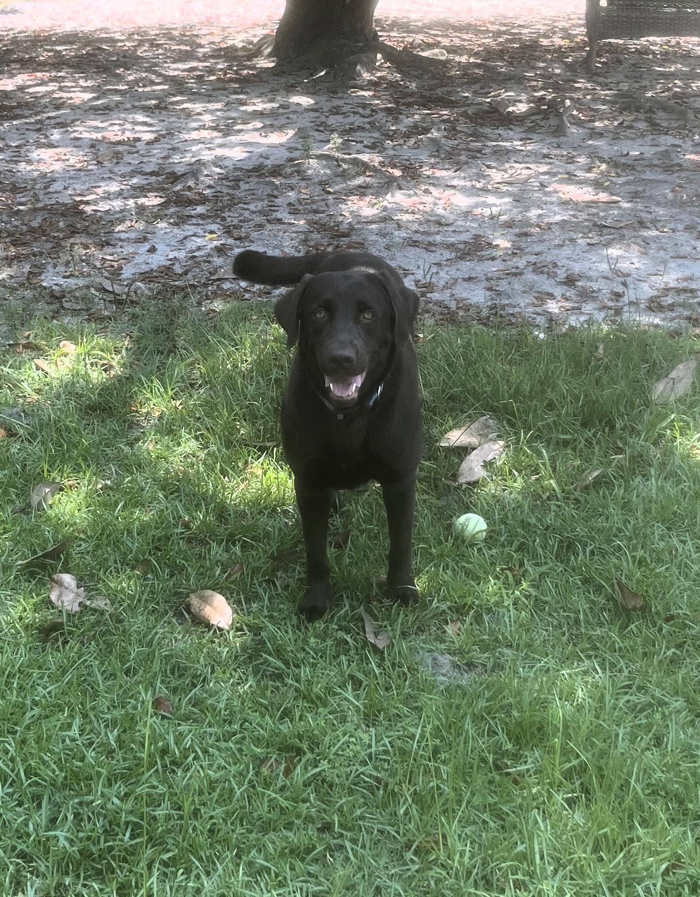 Enlarge Kimber, an adopted mixed breed in Carthage, NC image 3/4
