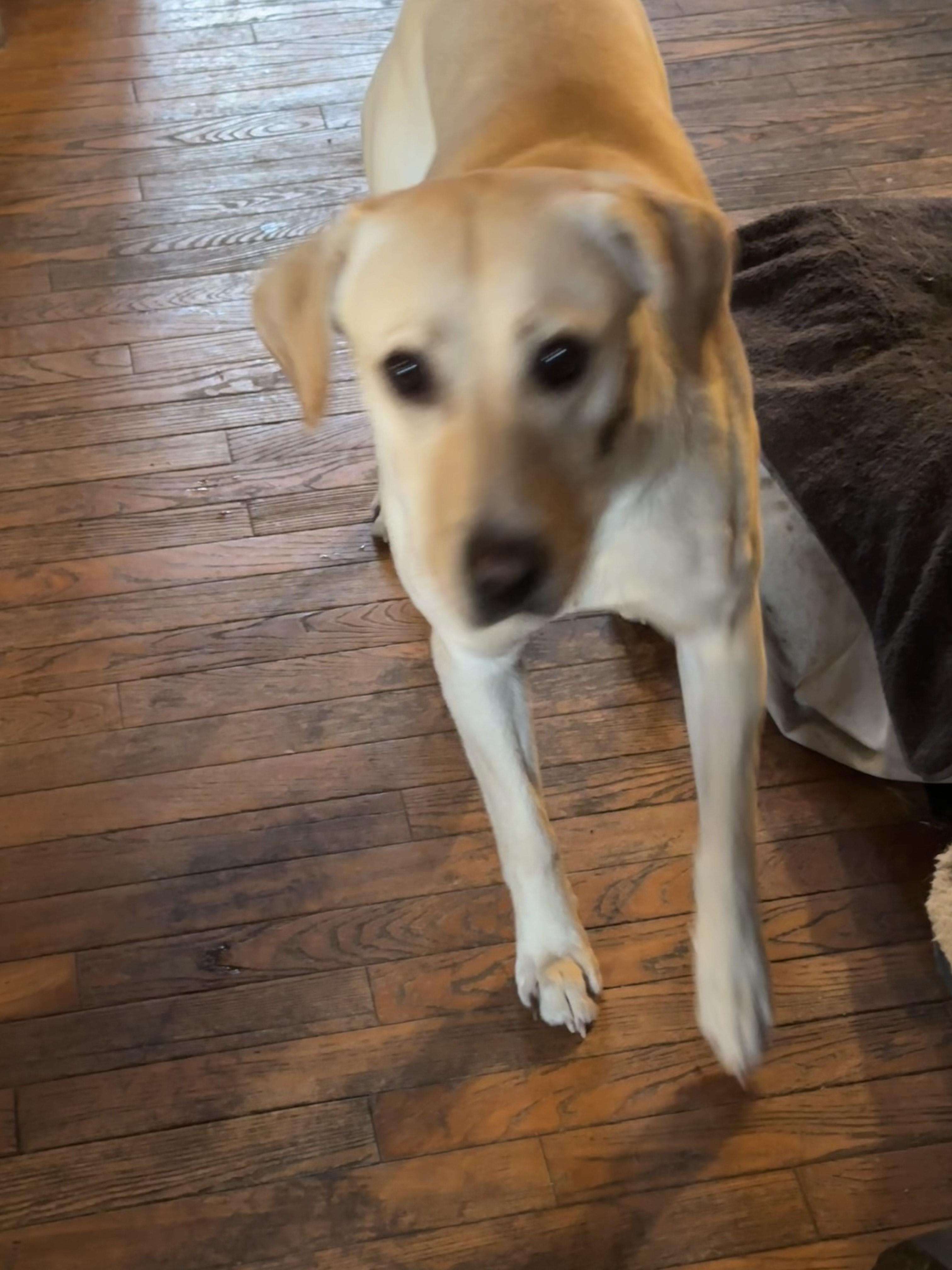 Enlarge Daisy, an adopted Yellow Labrador Retriever in Winnipeg, MB image 3/3