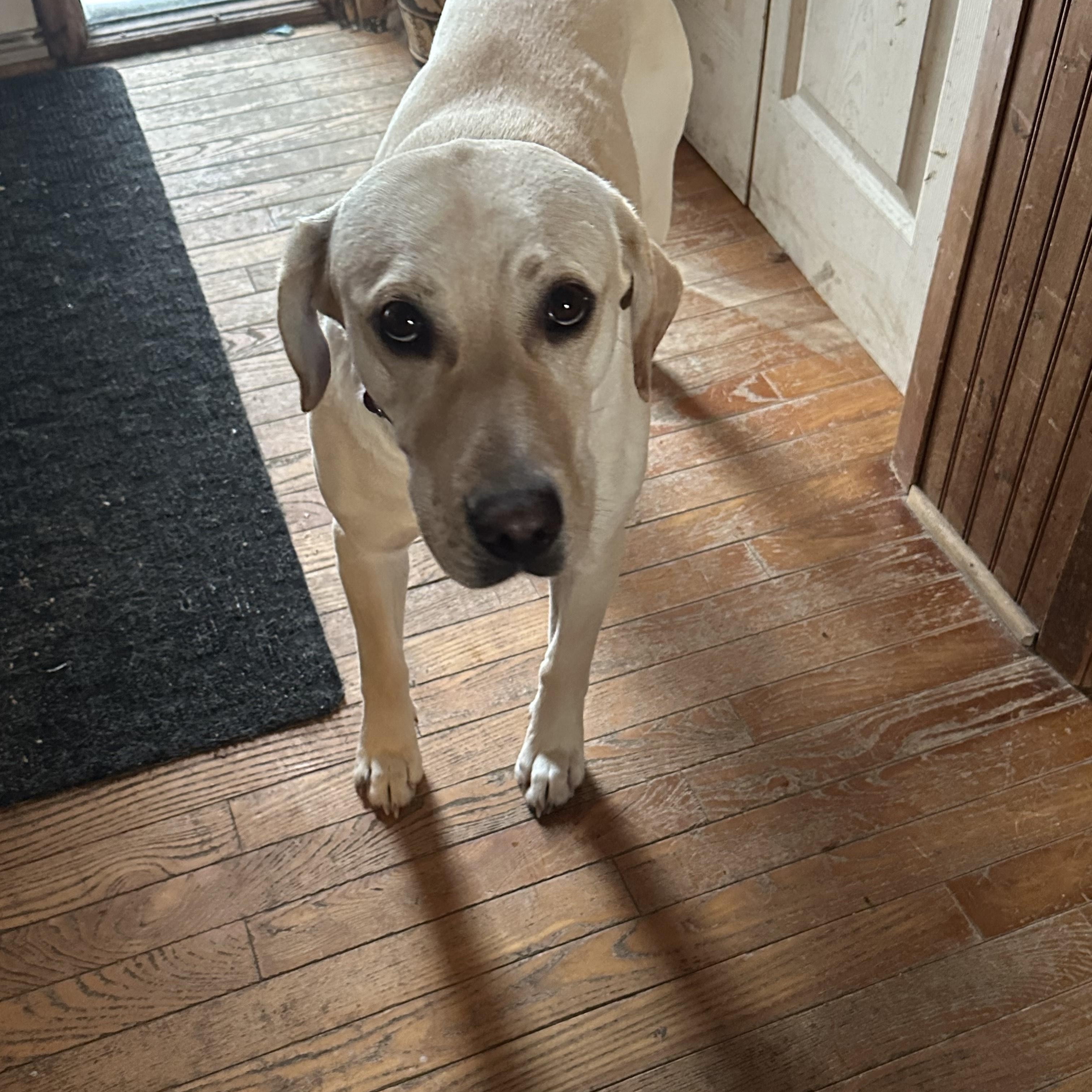 Enlarge Daisy, an adopted Yellow Labrador Retriever in Winnipeg, MB image 1/3