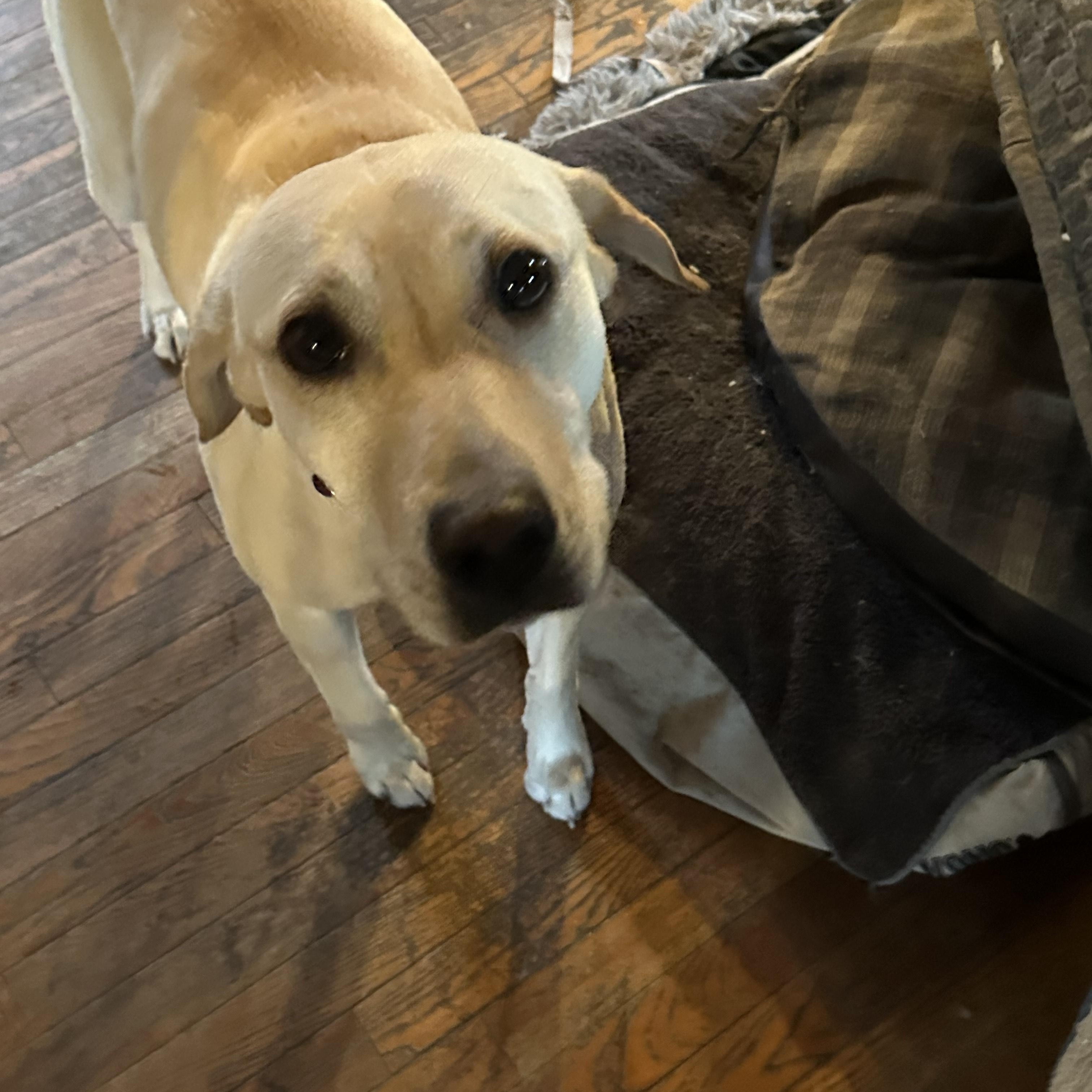 Enlarge Daisy, an adopted Yellow Labrador Retriever in Winnipeg, MB image 2/3