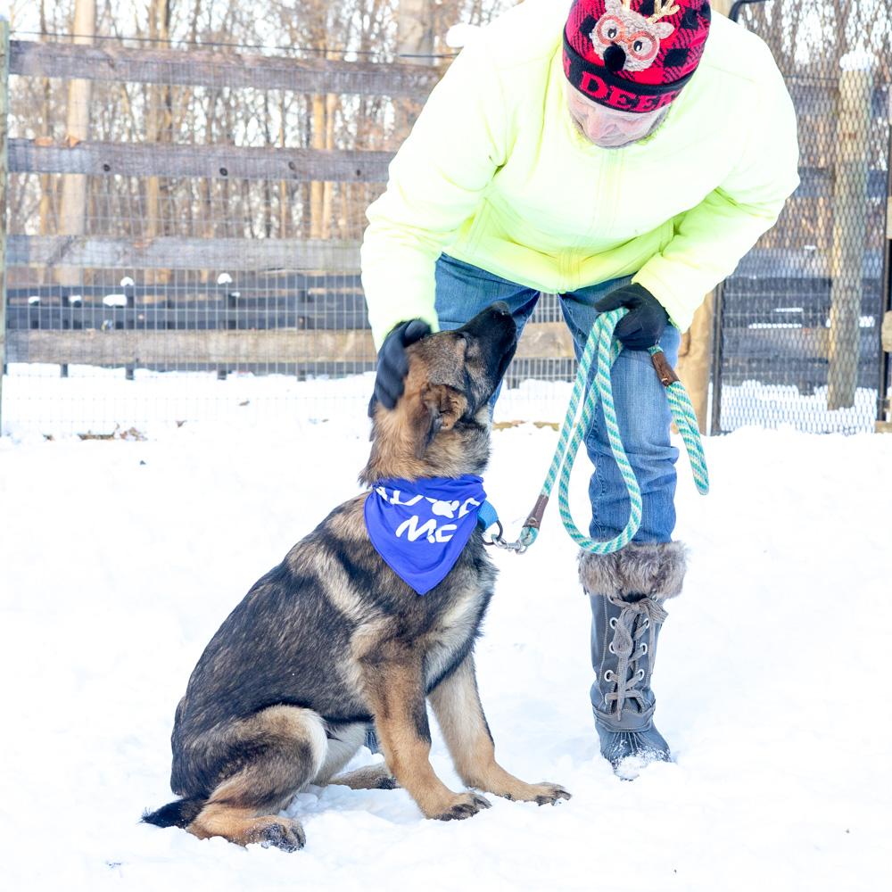 Enlarge Everest  (Male)    , a Adoptable Shepherd in West Grove, PA image 4/6