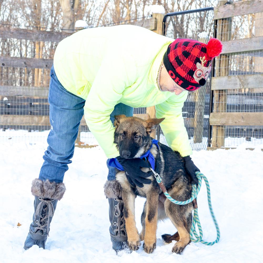 Enlarge Everest  (Male)    , a Adoptable Shepherd in West Grove, PA image 2/6