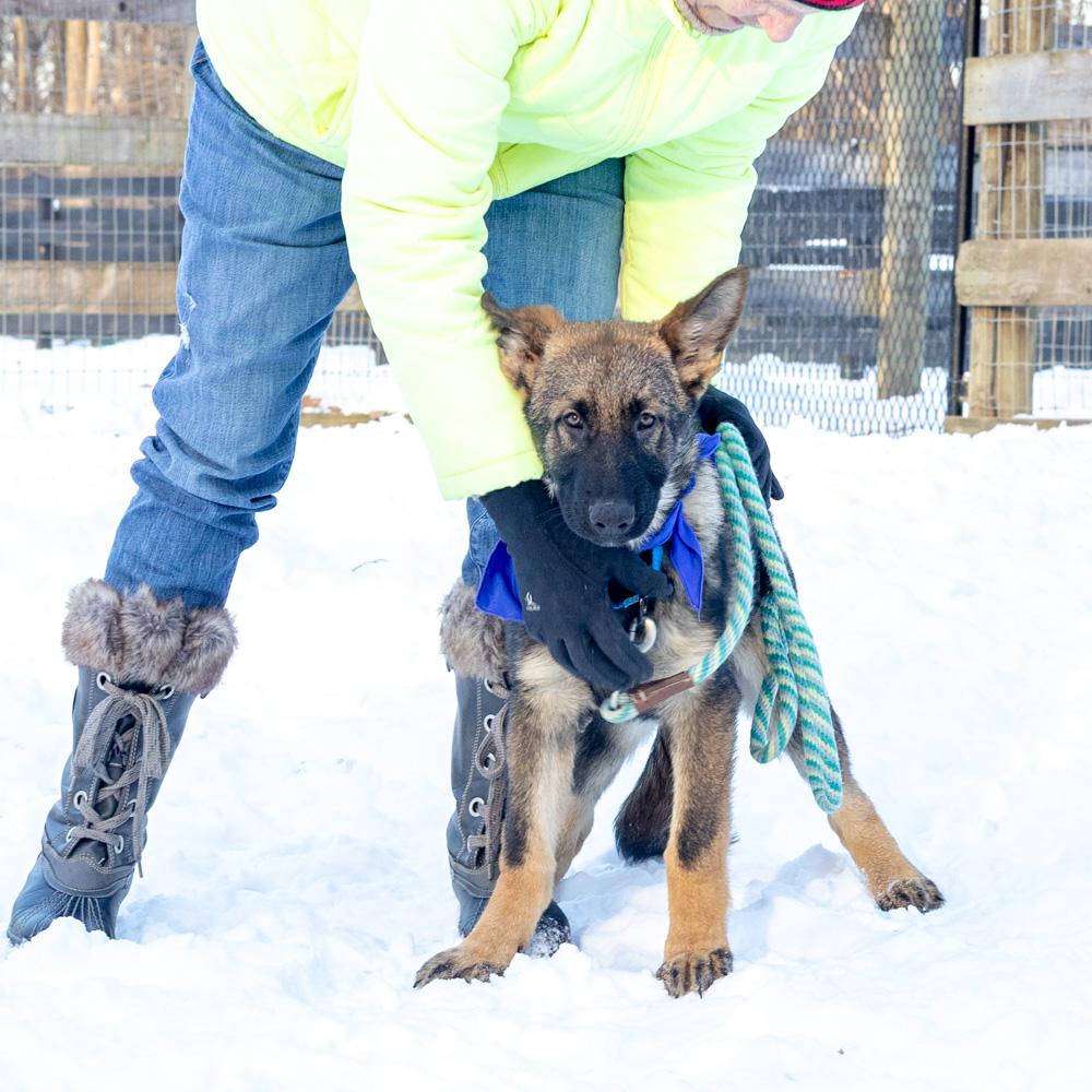 Enlarge Everest  (Male)    , a Adoptable Shepherd in West Grove, PA image 6/6