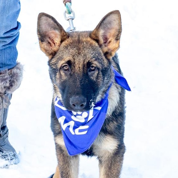 Enlarge Everest  (Male)    , a Adoptable Shepherd in West Grove, PA image 1/6