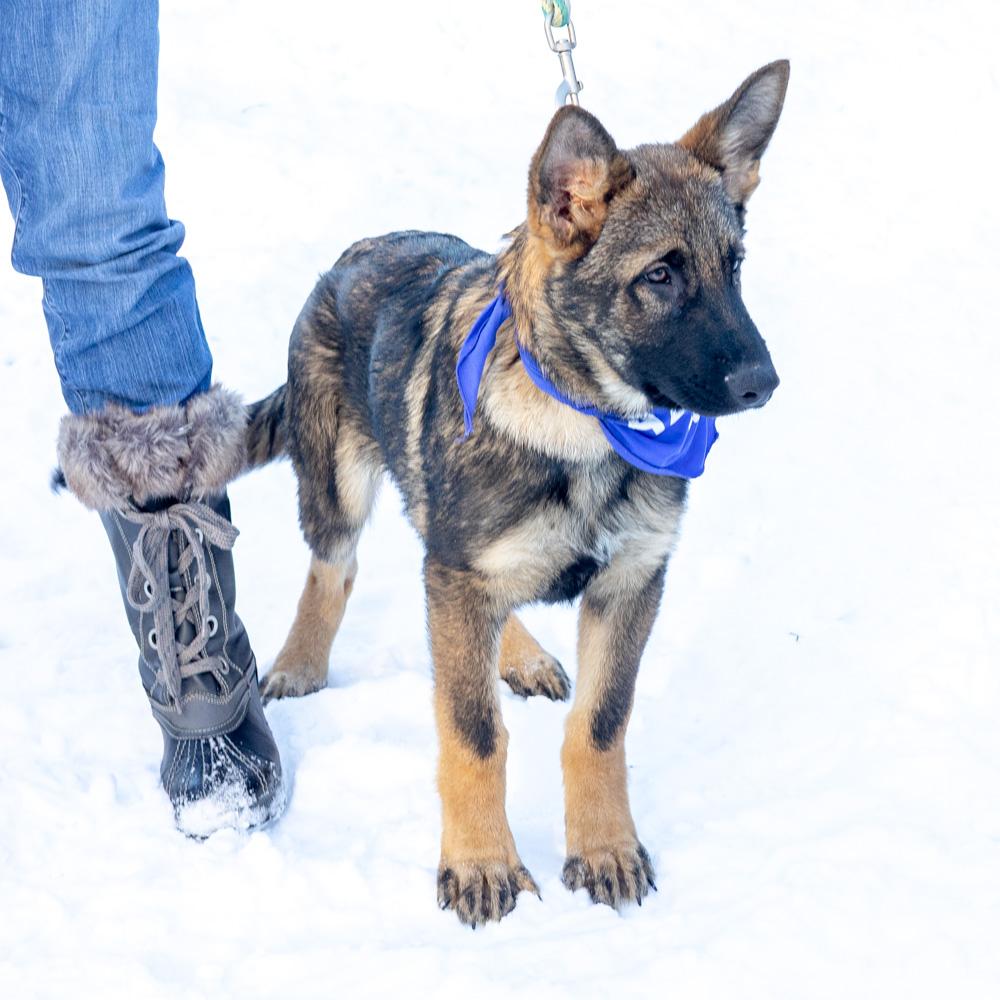 Enlarge Everest  (Male)    , a Adoptable Shepherd in West Grove, PA image 5/6