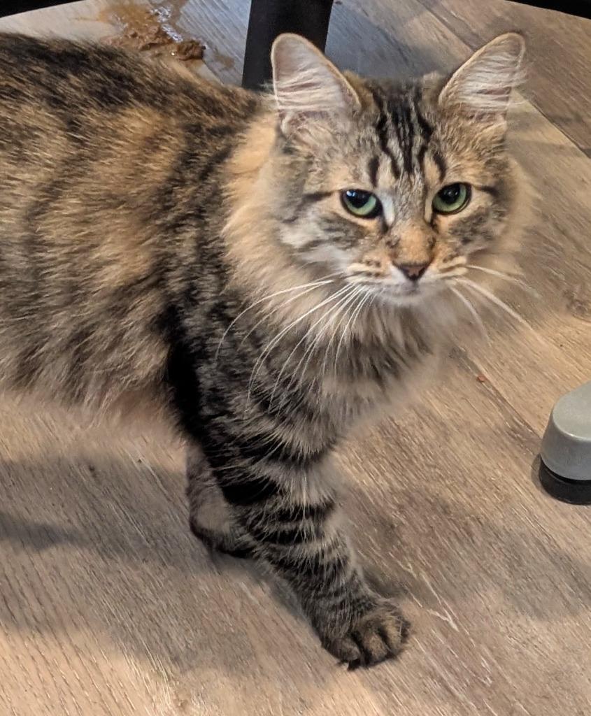 Evelyn, Adoptable, Adult Female Tabby.
