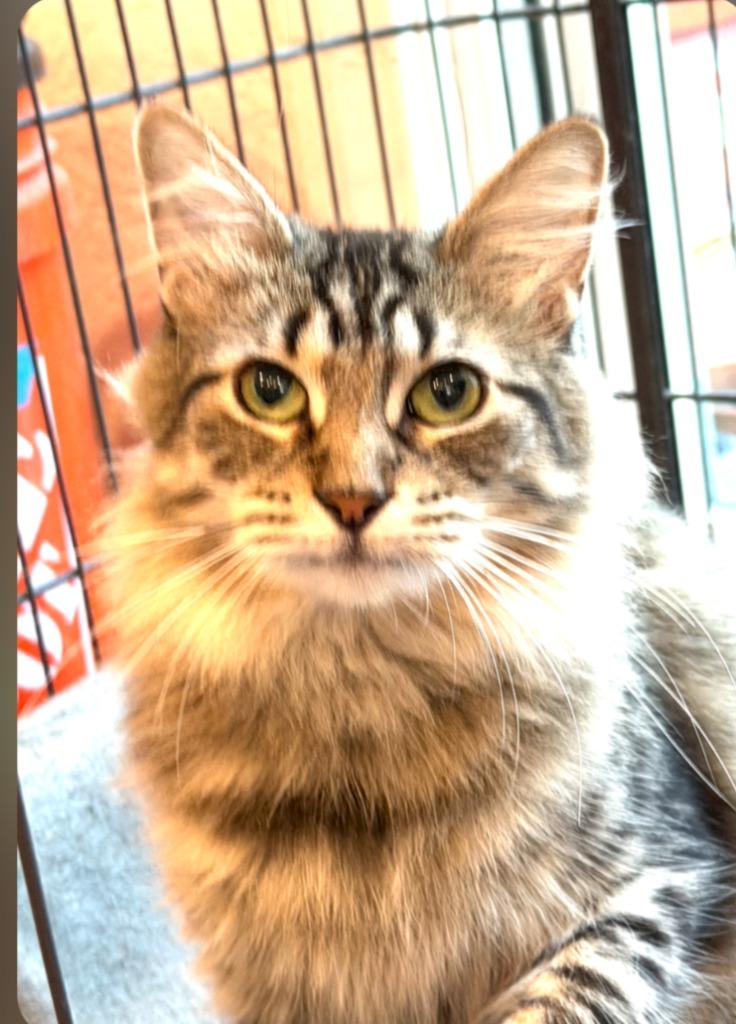 Evelyn, Adoptable, Adult Female Tabby.