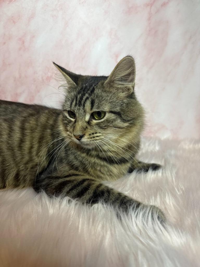 Enlarge Evelyn, a Adoptable Tabby in San Pedro, CA image 1/5