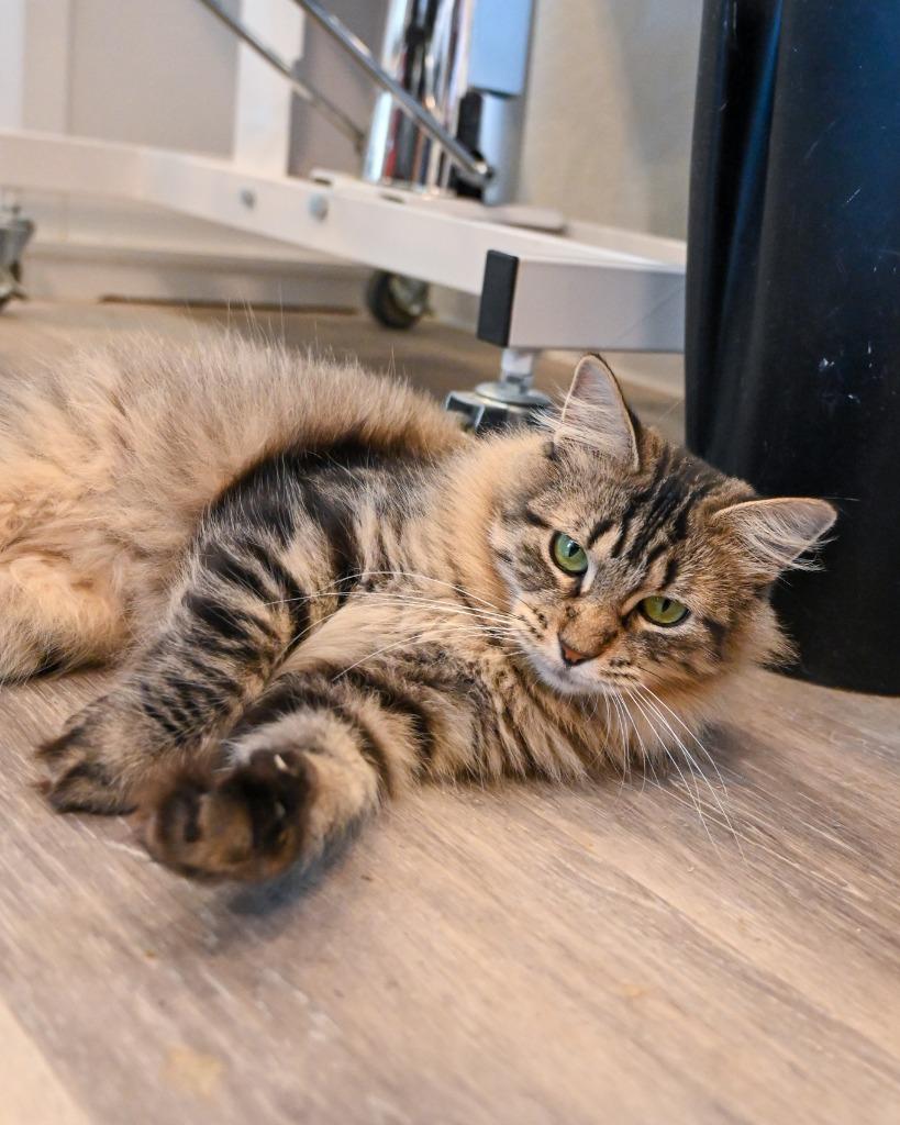 Evelyn, a Adoptable Tabby in San Pedro, CA image 4/5