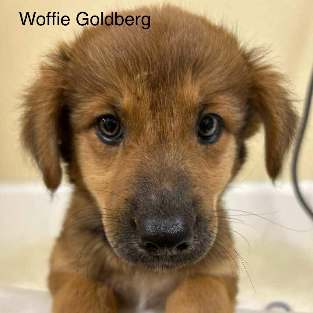 Woofie Goldberg