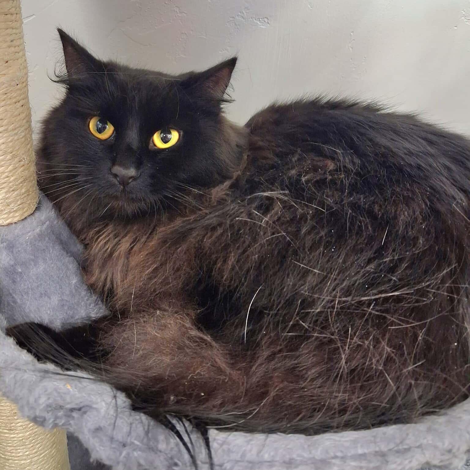 Mr. Grinch, ADOPTABLE, Adult Male Domestic Long Hair.