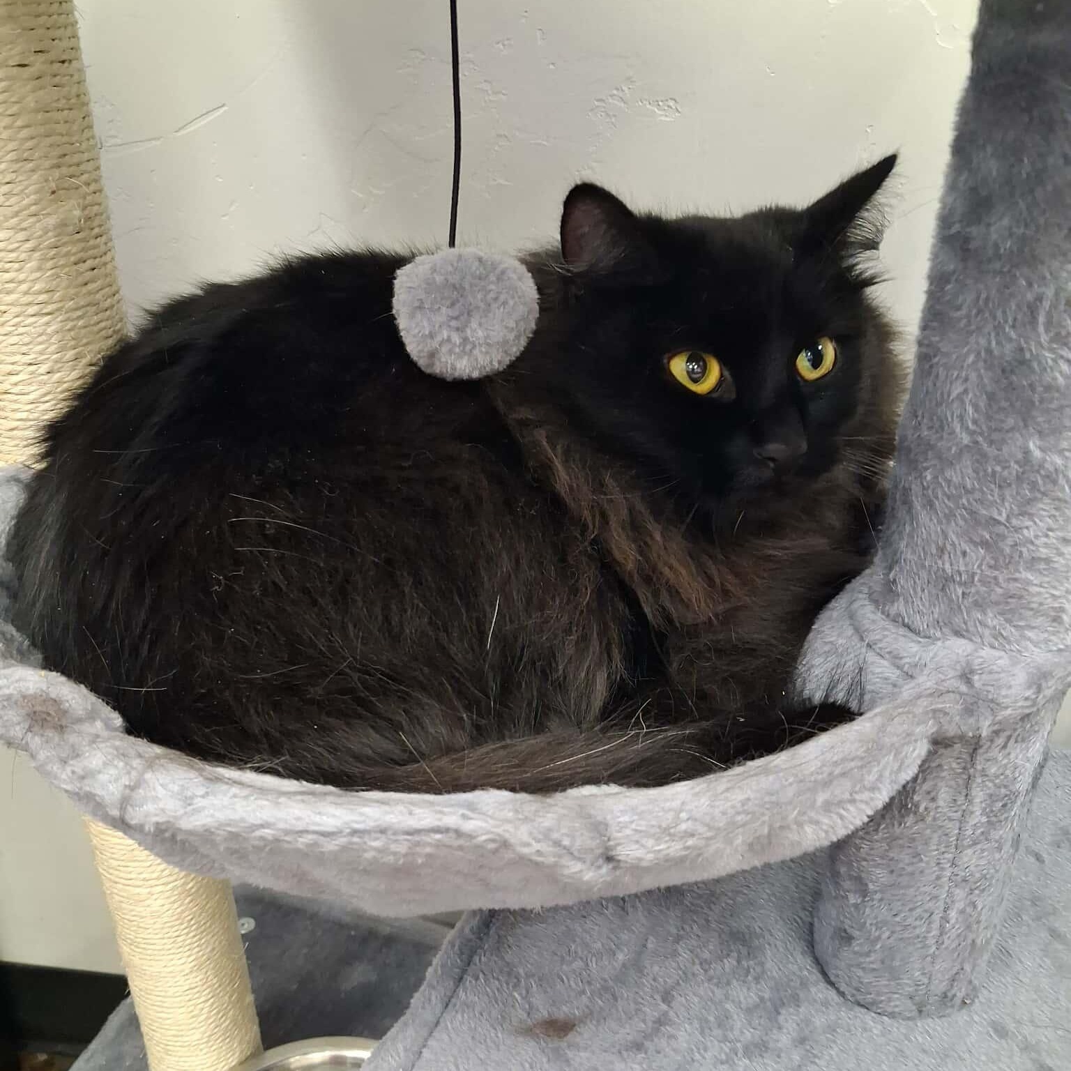 Mr. Grinch, a ADOPTABLE Domestic Long Hair in Roosevelt, UT image 2/3