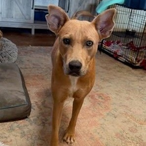 Julia Child, a Adoptable mixed breed in Austin, TX image 2/6