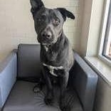 Sirius, Adopted, Adult Male Black Labrador Retriever.