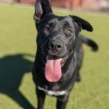 Enlarge Sirius, a Adopted mixed breed in Bentonville, AR image 2/3