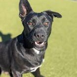 Enlarge Sirius, a Adopted mixed breed in Bentonville, AR image 3/3