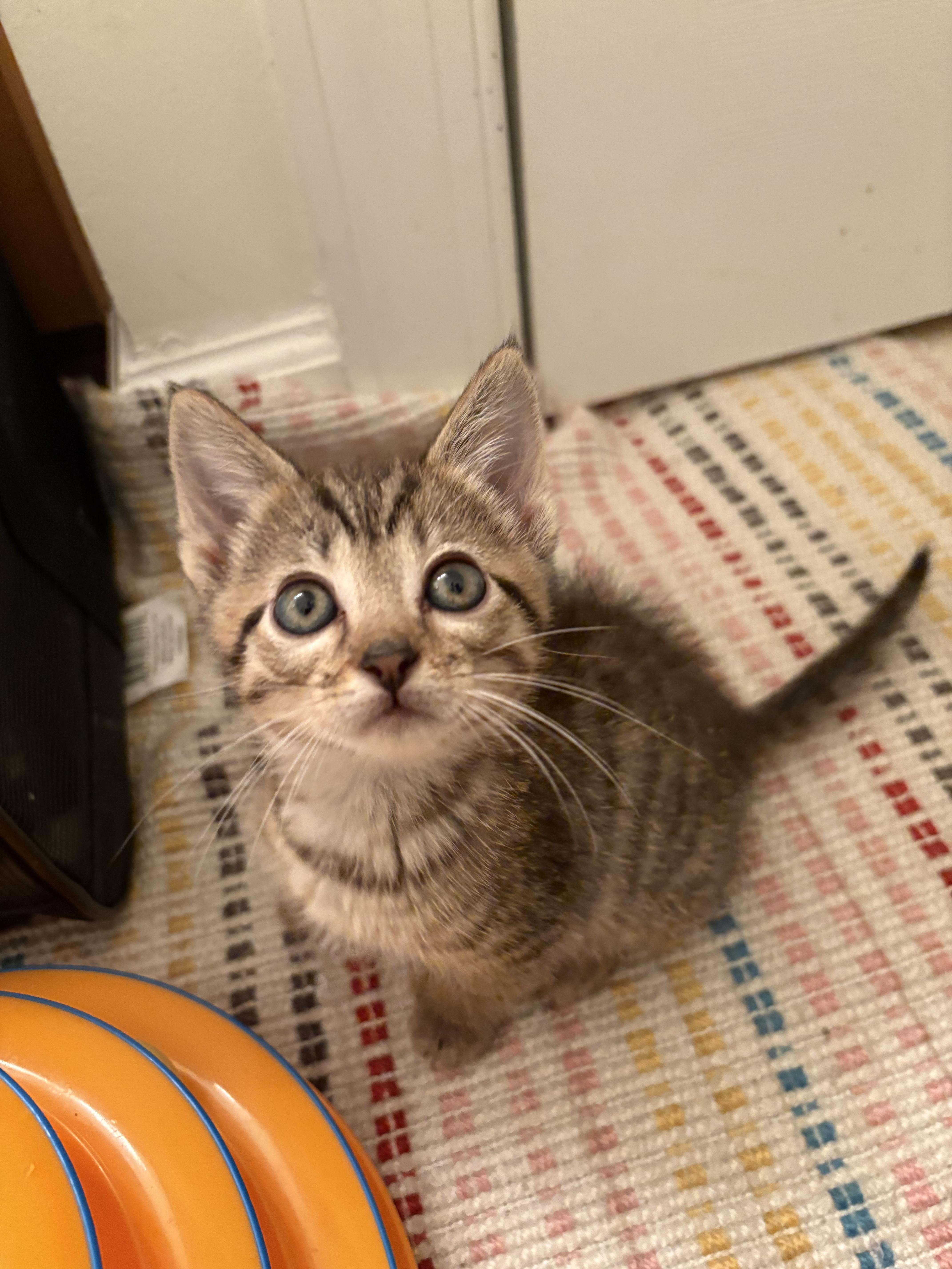 Enlarge Wingdings, a Adopted Domestic Short Hair in Blacksburg, VA image 1/3