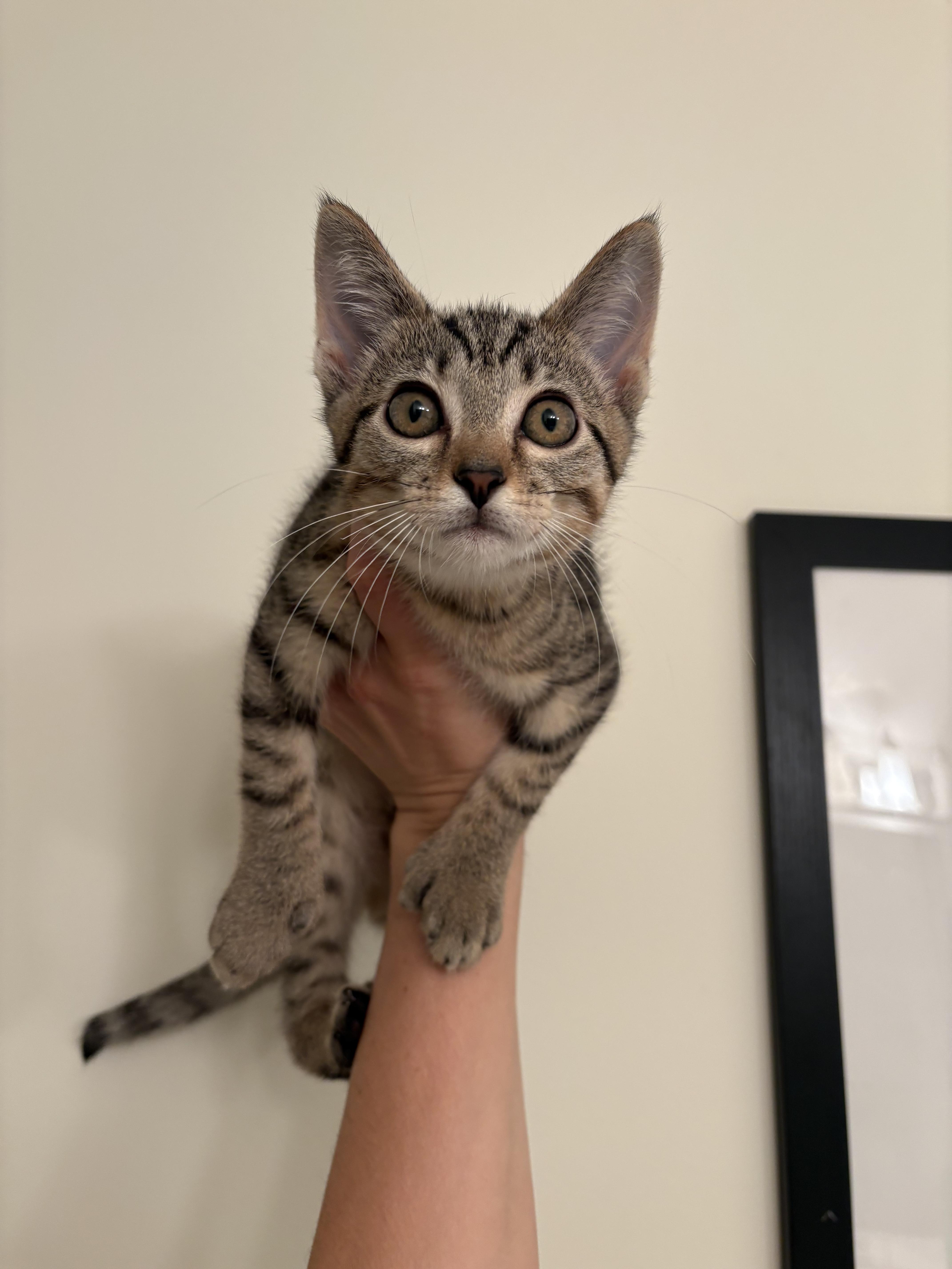 Enlarge Wingdings, a Adopted Domestic Short Hair in Blacksburg, VA image 2/3