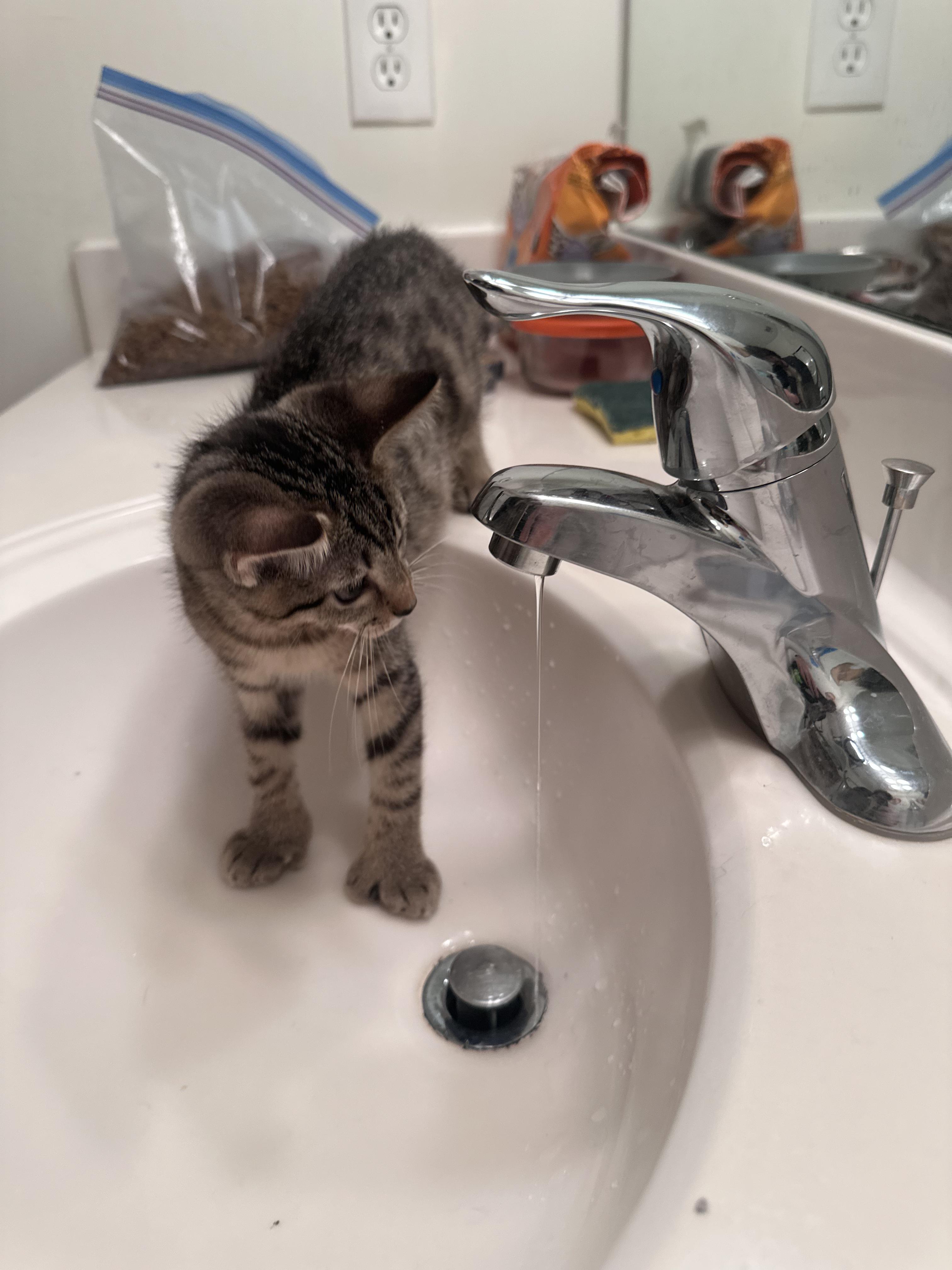 Enlarge Wingdings, a Adopted Domestic Short Hair in Blacksburg, VA image 3/3