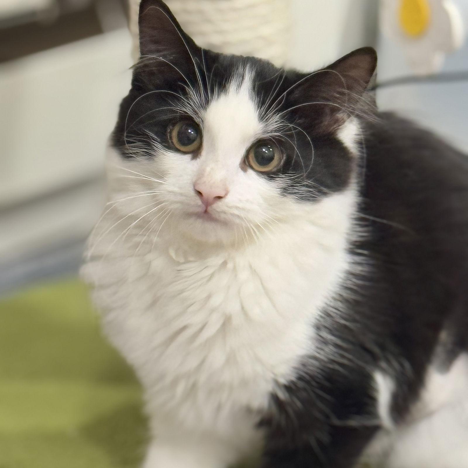 Enlarge Aurora & Flower, a Adopted Domestic Long Hair in Winchendon, MA image 1/3