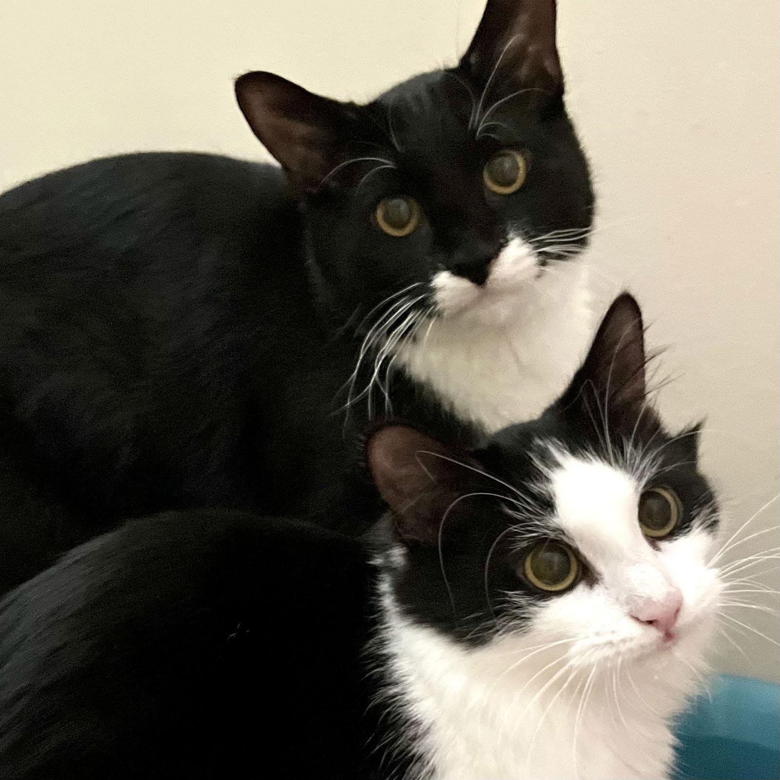 Enlarge Aurora & Flower, a Adopted Domestic Long Hair in Winchendon, MA image 2/3