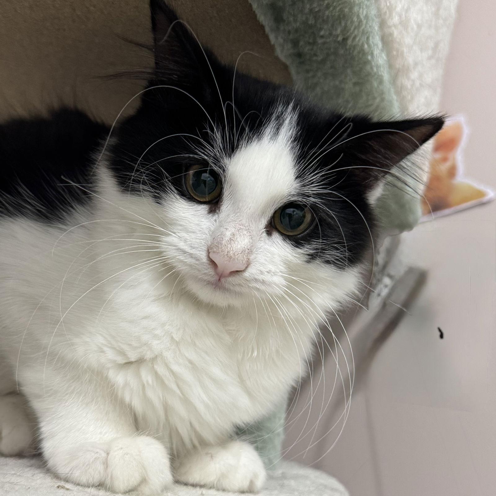 Enlarge Aurora & Flower, a Adopted Domestic Long Hair in Winchendon, MA image 3/3