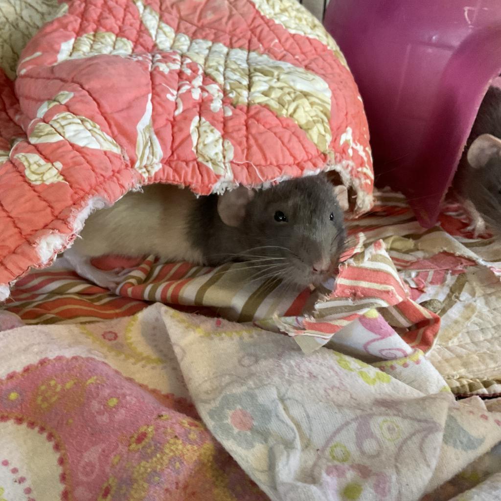 Polo, Adoptable, Adult Male Rat.