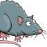 Polo, a Adoptable Rat in Phoenix, AZ image 2/2