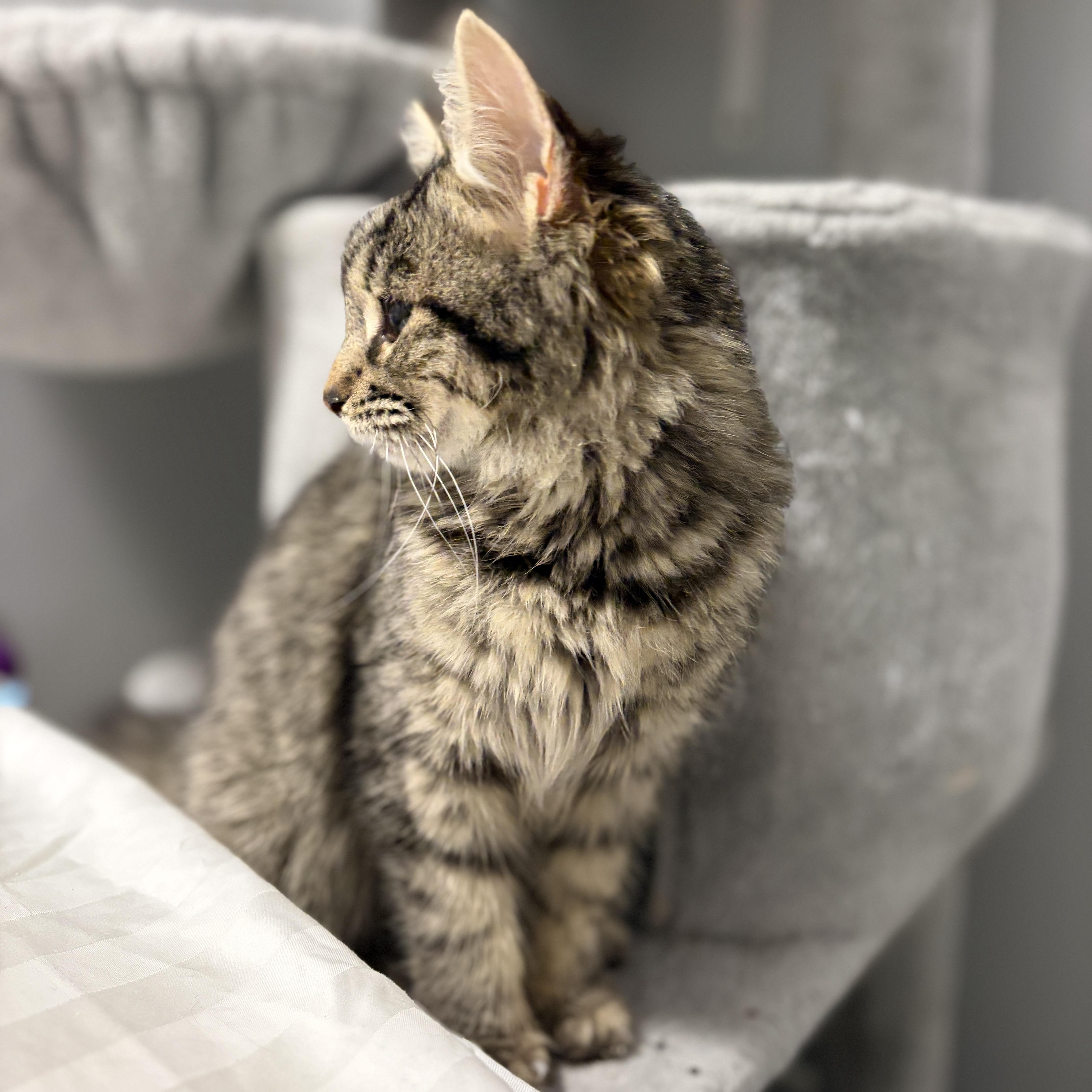 Enlarge Dame, an adopted Domestic Medium Hair in Pickering, ON image 3/4