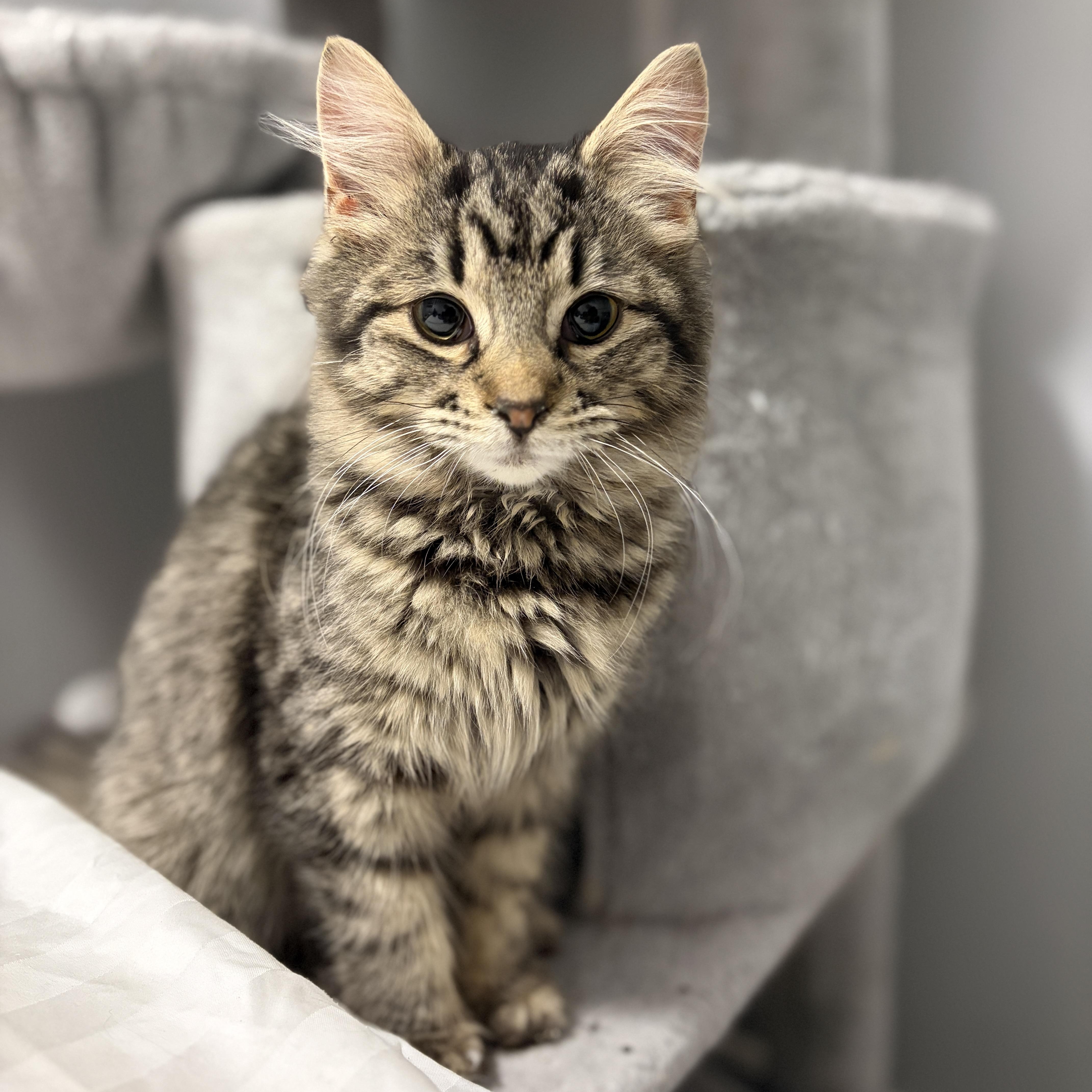 Dame, adopted, Kitten Female Domestic Medium Hair.