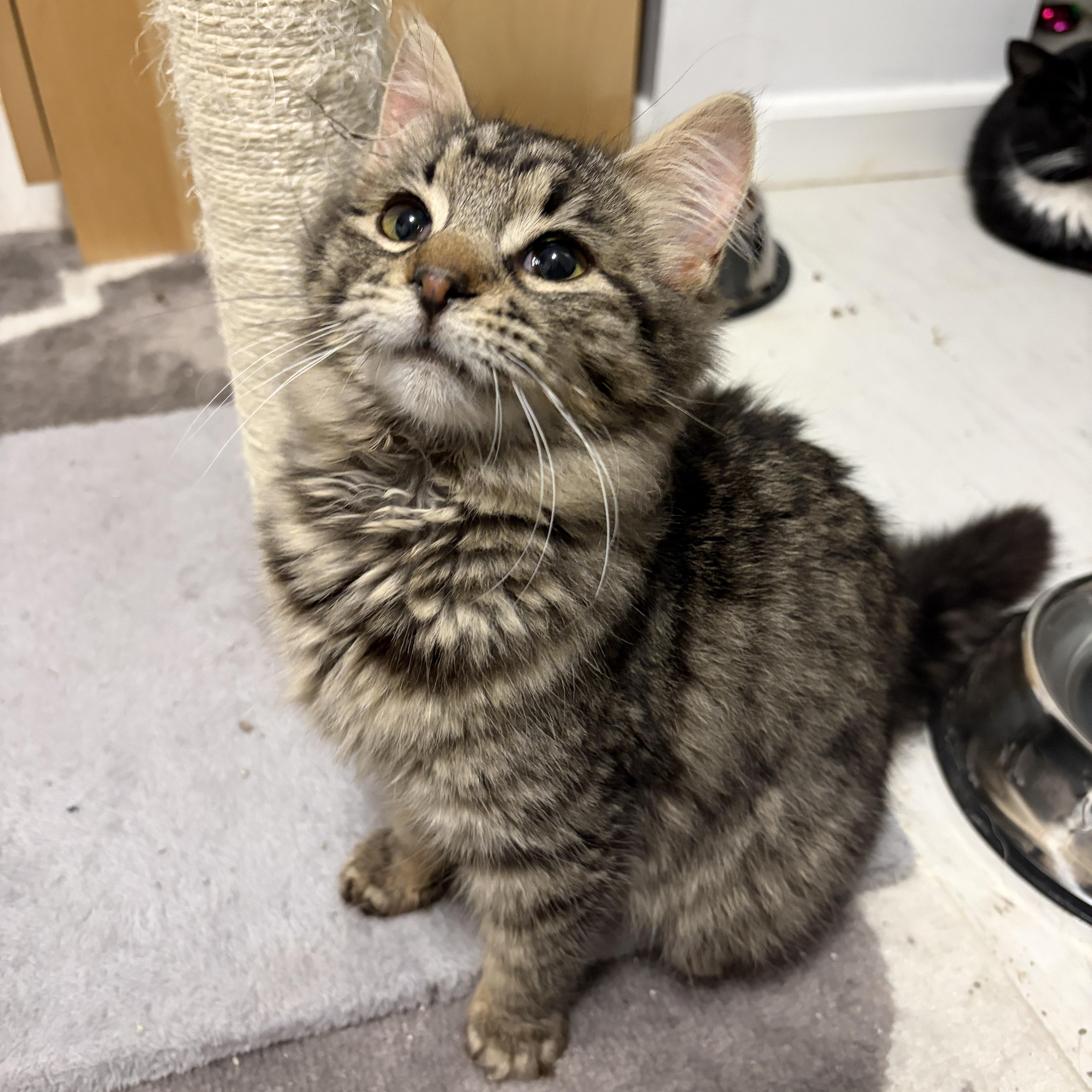 Enlarge Dame, an adopted Domestic Medium Hair in Pickering, ON image 2/4