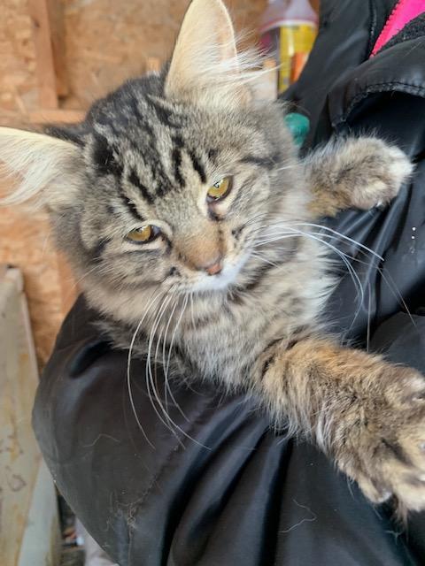 Enlarge Dame, an adopted Domestic Medium Hair in Pickering, ON image 4/4