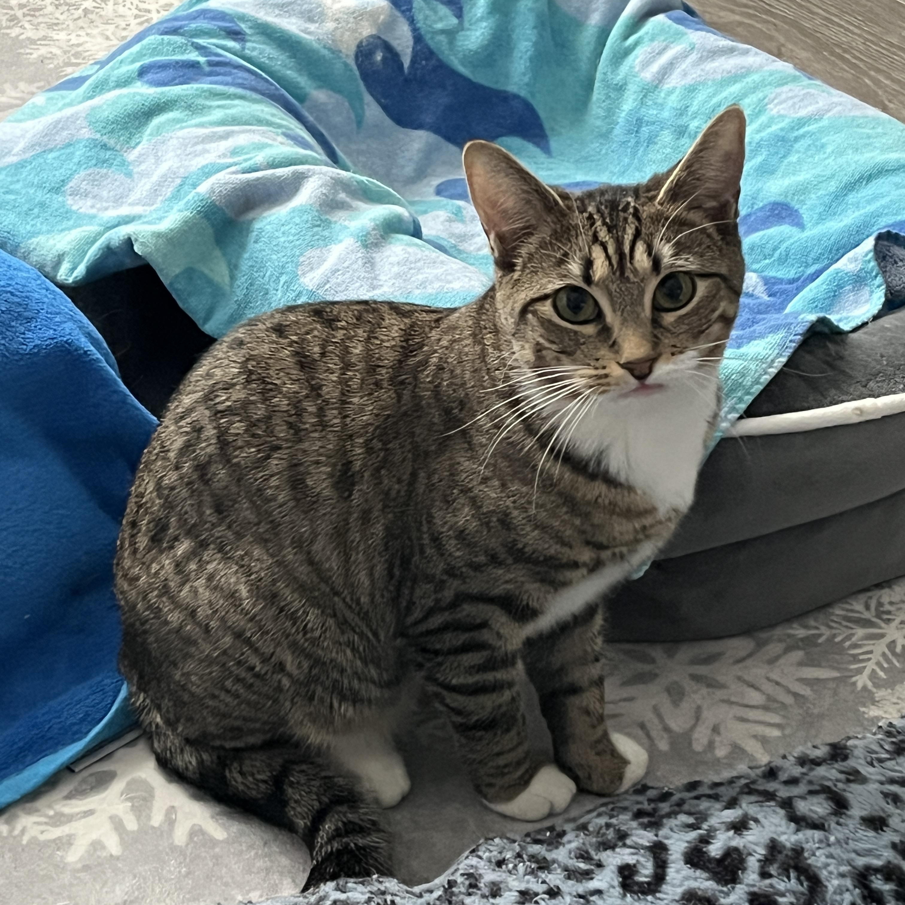 Enlarge Lil, a Adoptable Domestic Short Hair in Manorville, NY image 2/5