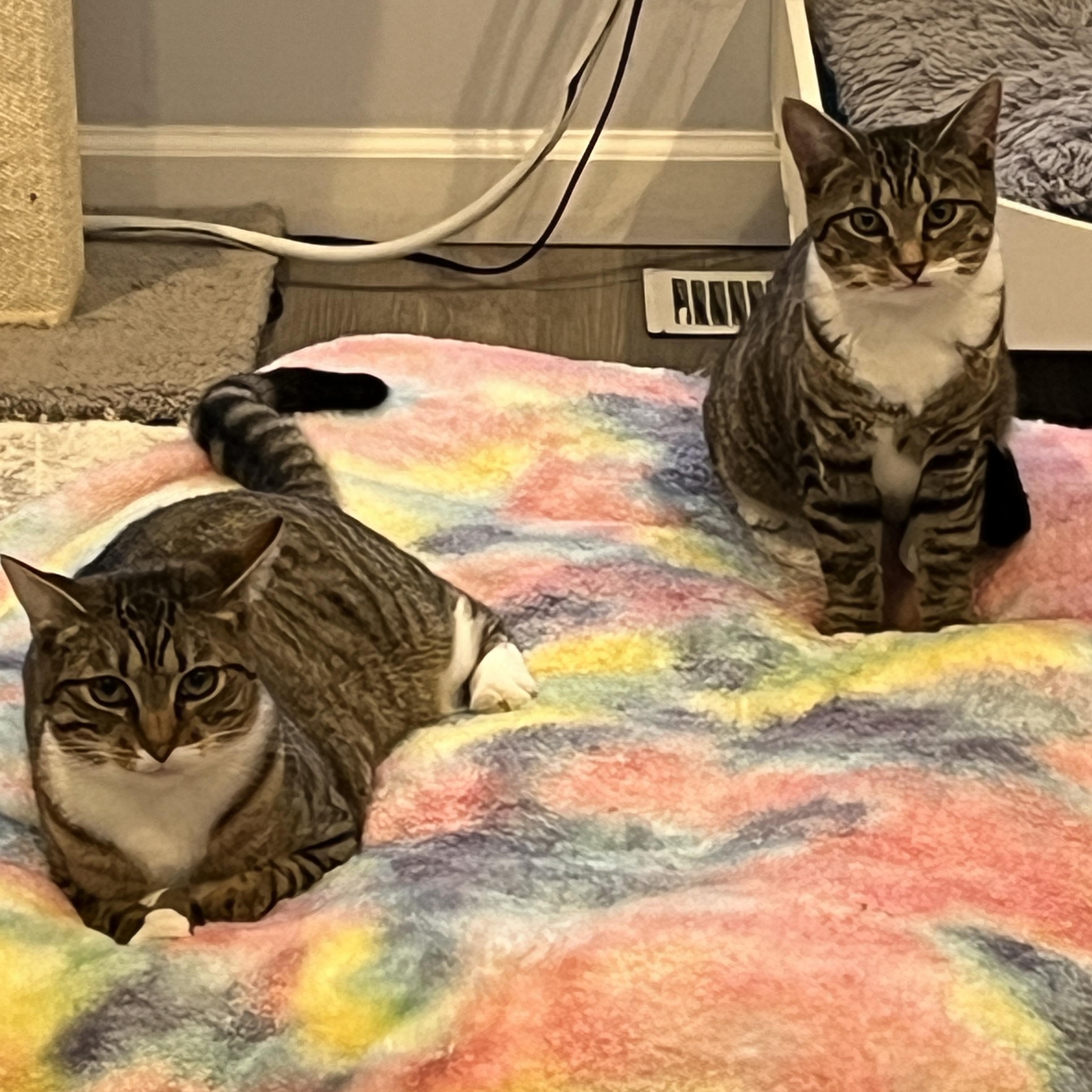 Enlarge Lil, a Adoptable Domestic Short Hair in Manorville, NY image 3/5