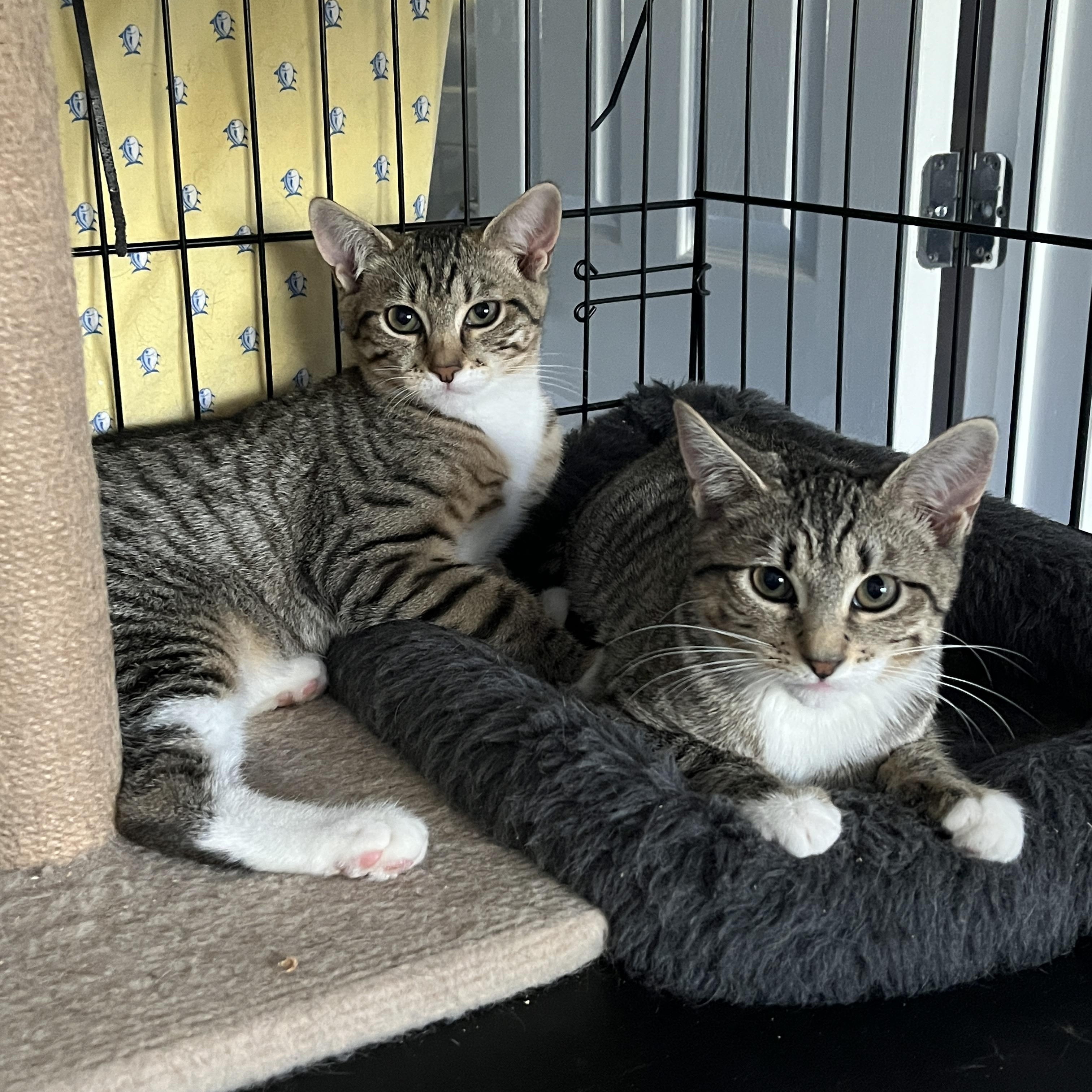 Enlarge Lil, a Adoptable Domestic Short Hair in Manorville, NY image 5/5