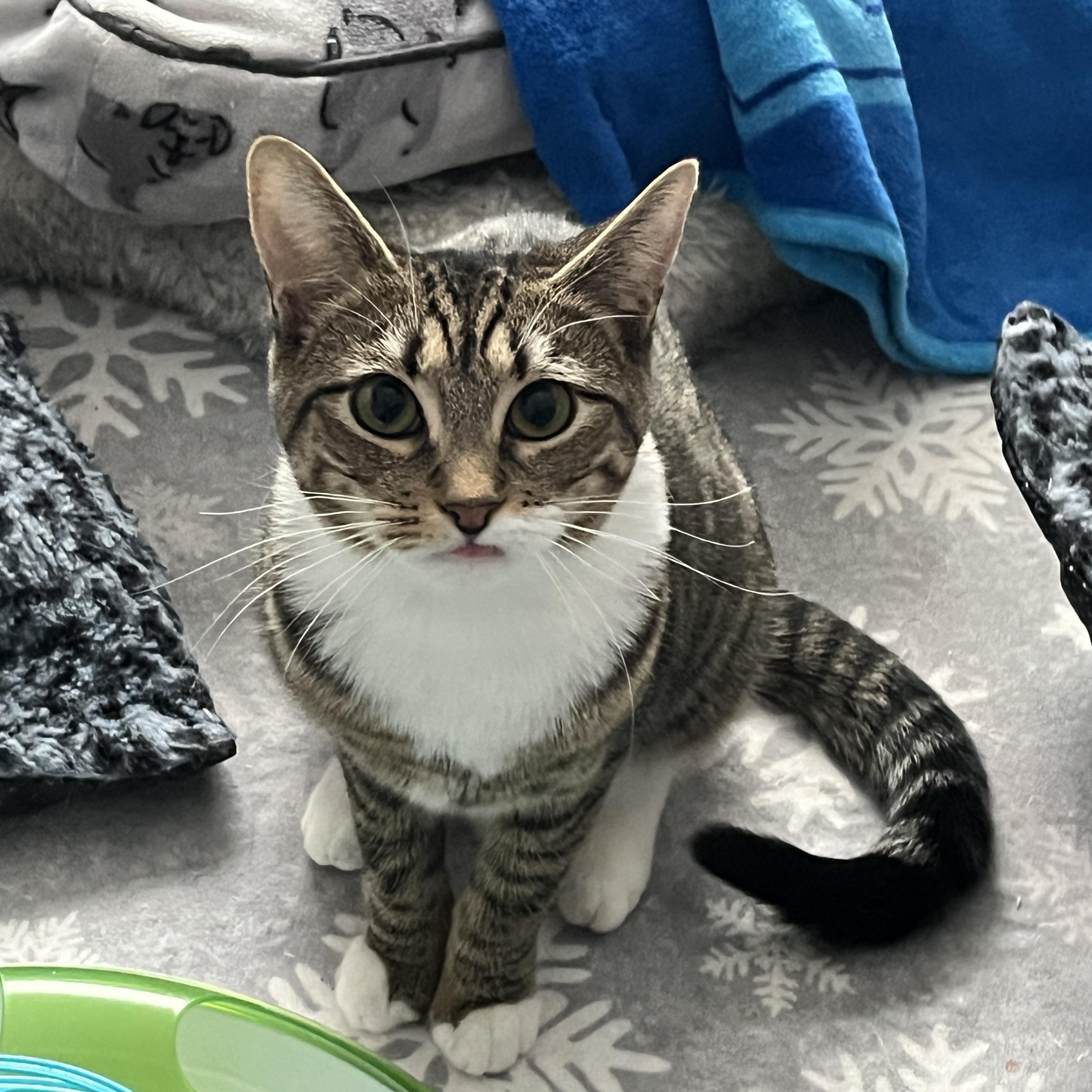 Enlarge Lil, a Adoptable Domestic Short Hair in Manorville, NY image 1/5