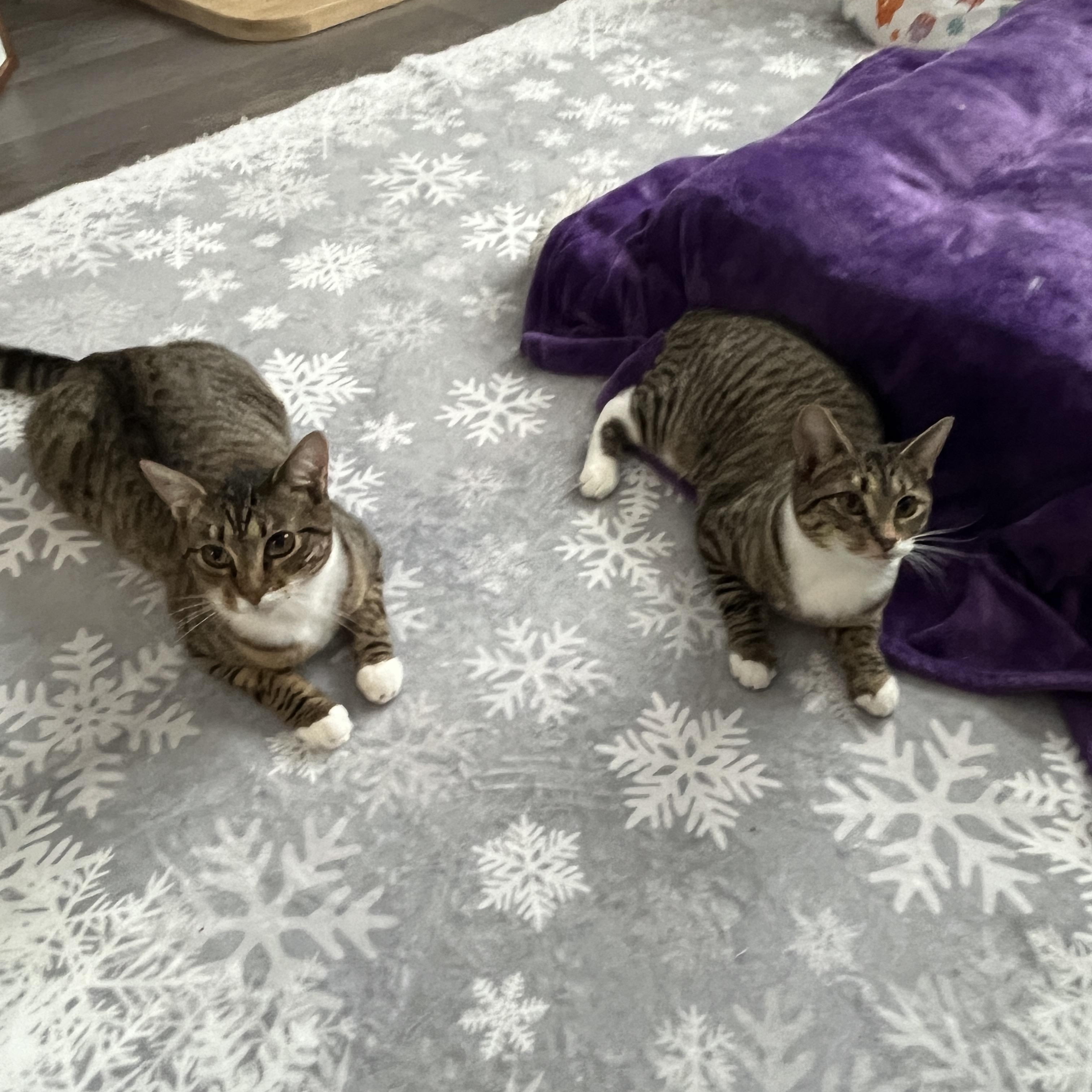 Enlarge Lil, a Adoptable Domestic Short Hair in Manorville, NY image 4/5