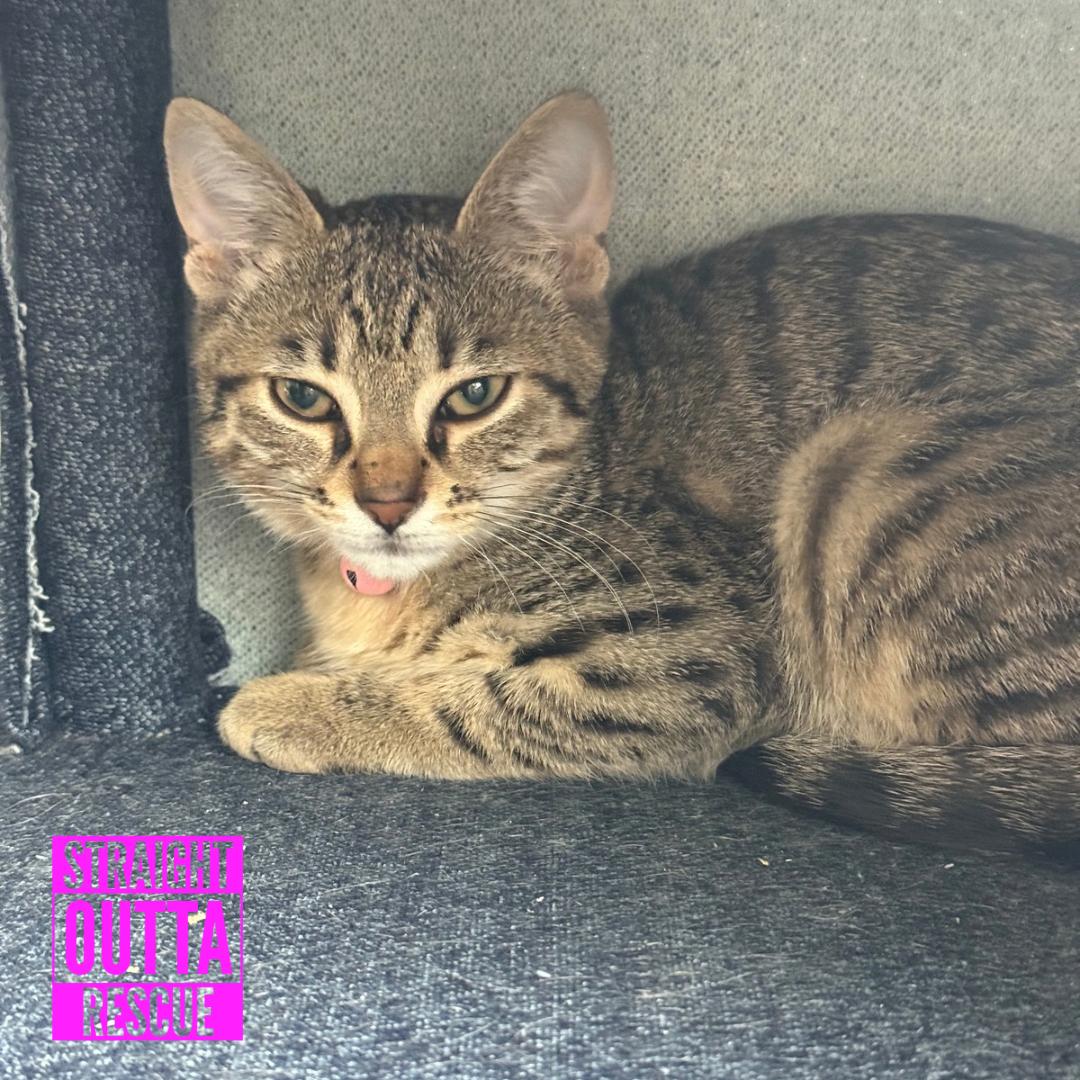 Pamplemousse, ADOPTABLE, Kitten Female Domestic Short Hair.