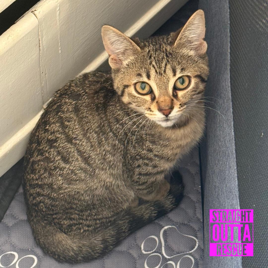 Enlarge Pamplemousse, a ADOPTABLE Domestic Short Hair in Vancouver, BC image 2/4